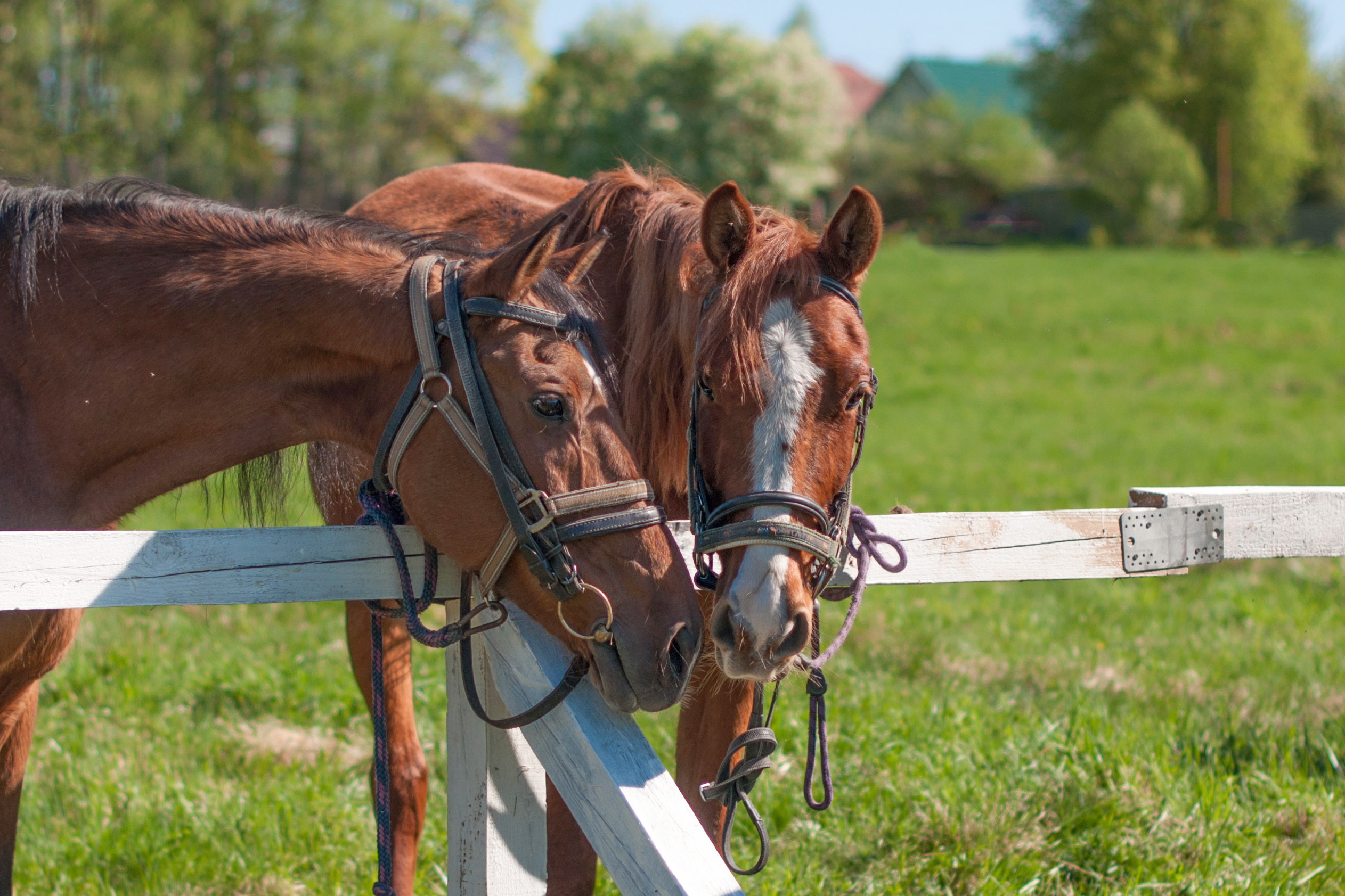 КОННЫЙ ВЫЕЗД В МУРАНОВО. Фотограф в Королеве Людмила Потапова