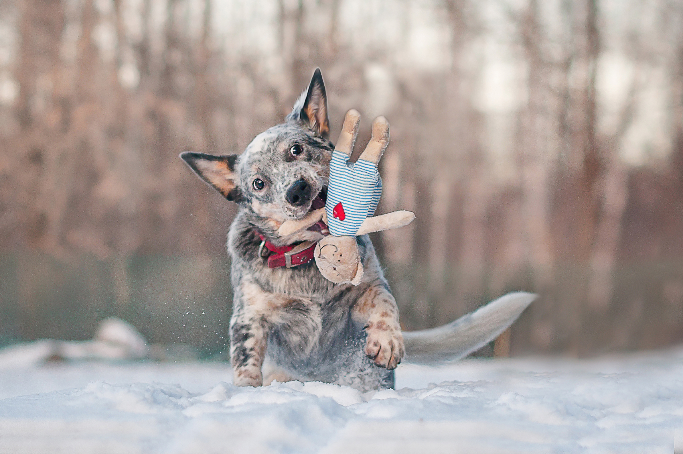 ФОТОСЪЕМКА ЖИВОТНЫХ. Фотограф в Королеве Людмила Потапова