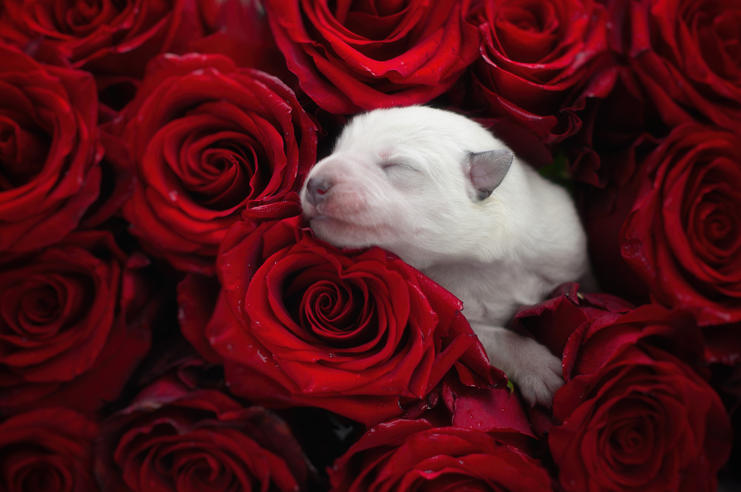 ФОТОСЪЕМКА ЖИВОТНЫХ. Фотограф в Королеве Людмила Потапова