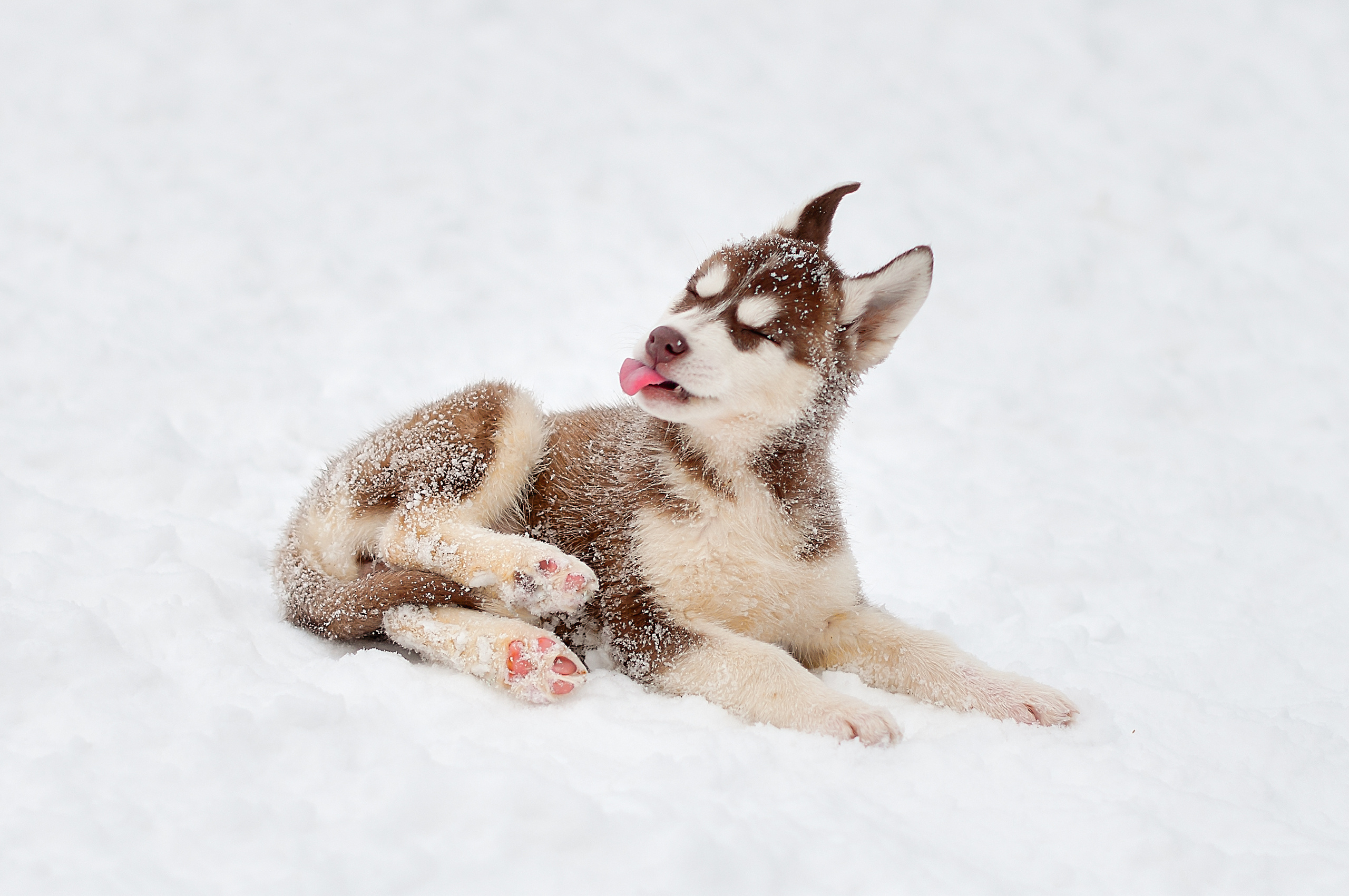 ФОТОСЪЕМКА ЖИВОТНЫХ. Фотограф в Королеве Людмила Потапова