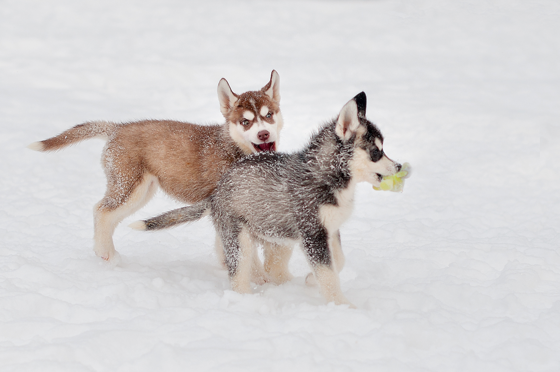 ФОТОСЪЕМКА ЖИВОТНЫХ. Фотограф в Королеве Людмила Потапова