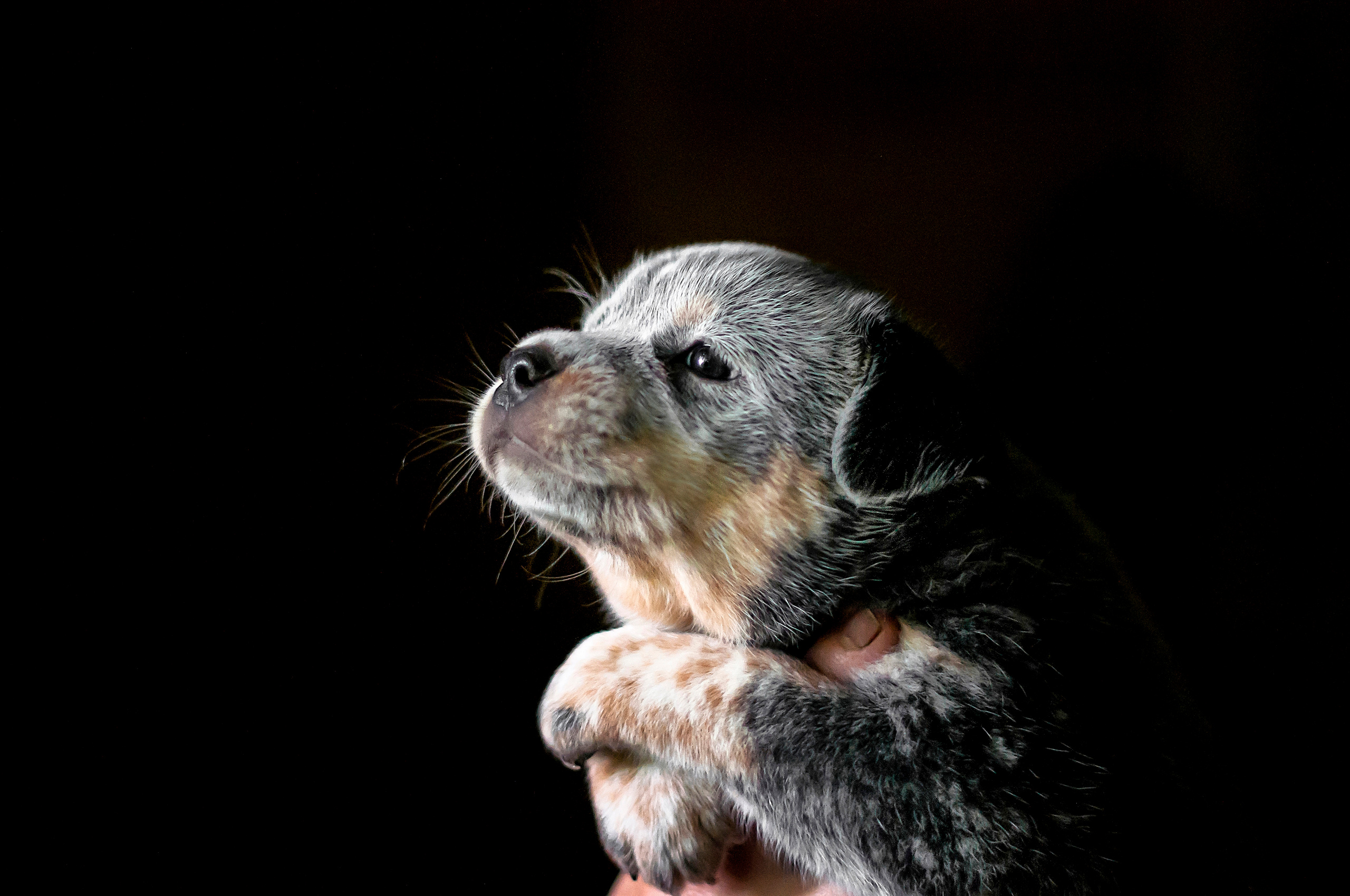 ФОТОСЪЕМКА ЖИВОТНЫХ. Фотограф в Королеве Людмила Потапова