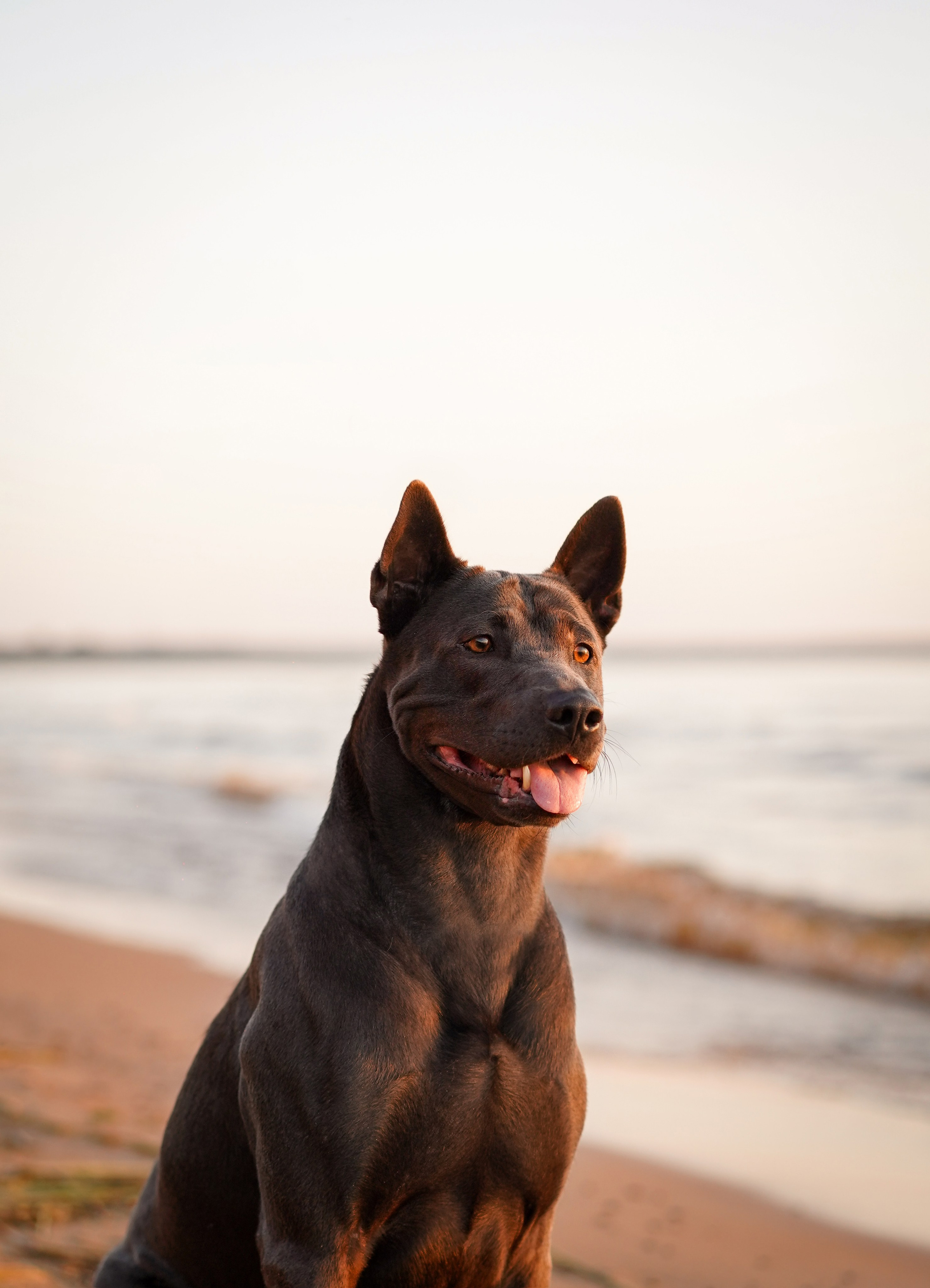 Вероника и Адам. Фотограф-анималист в Санкт-Петербурге Яна Мартынова