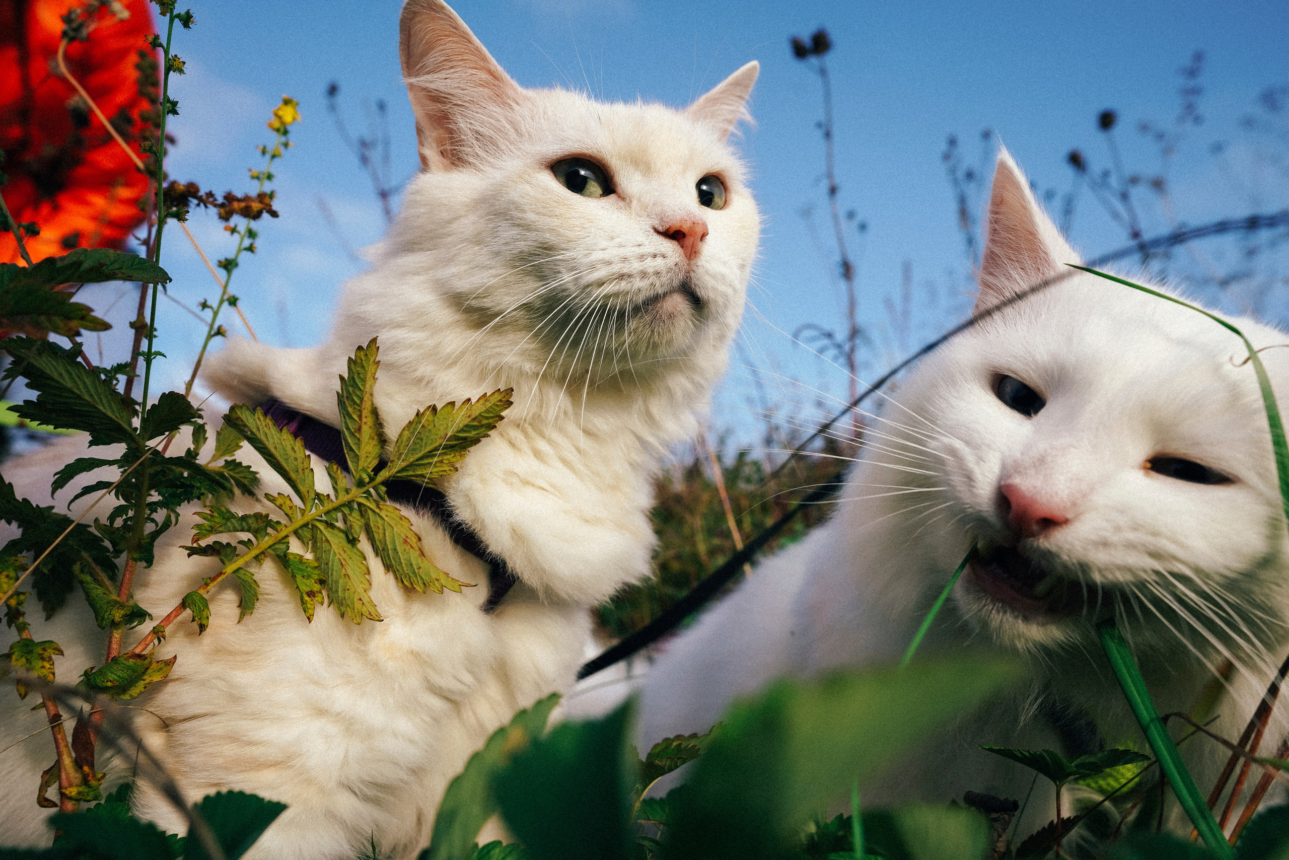 «Наша маленькая безумная семья». Фотограф Казань