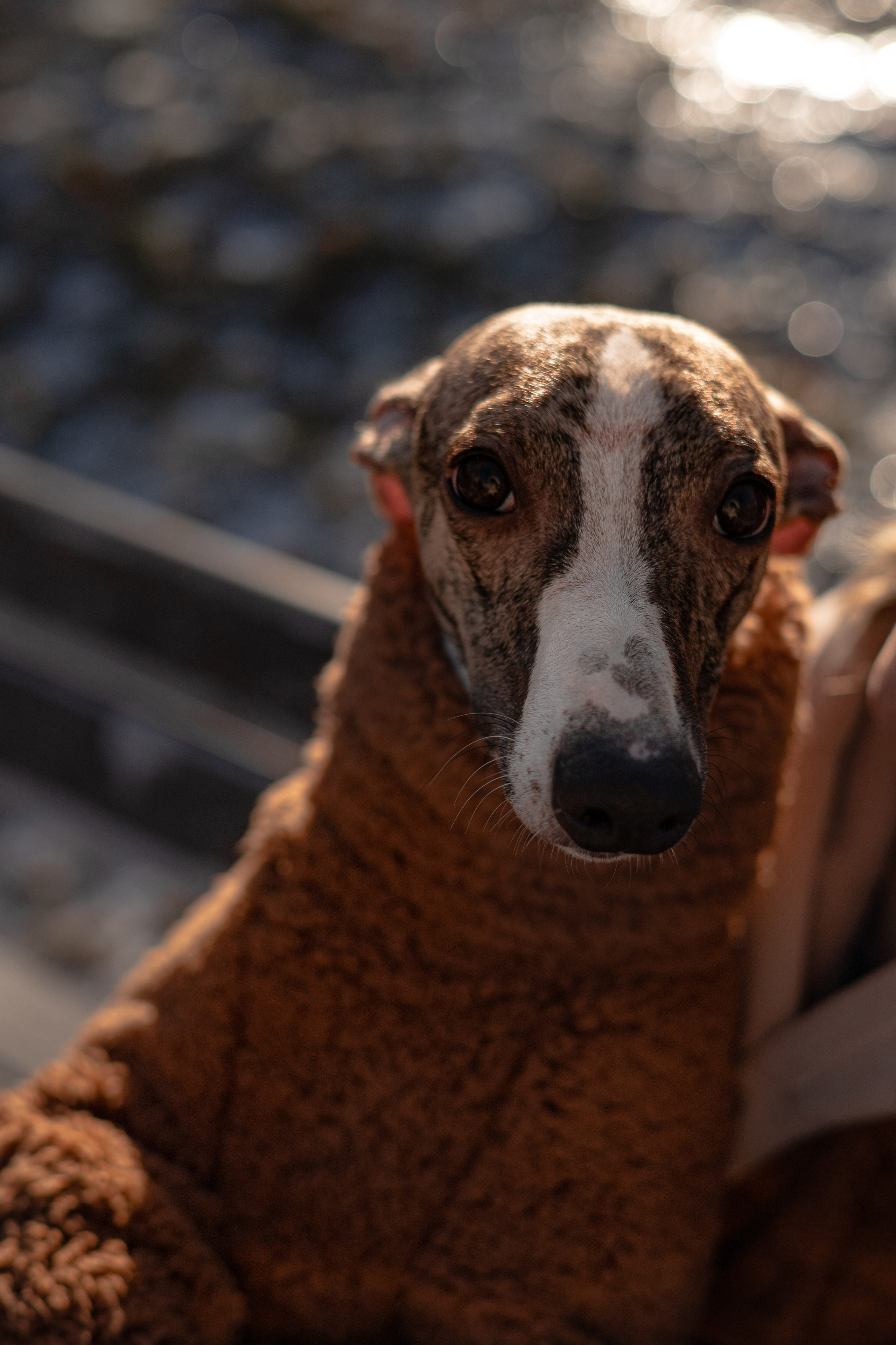 Алёна и Дос. Фотограф — анималист Владивосток, Алина