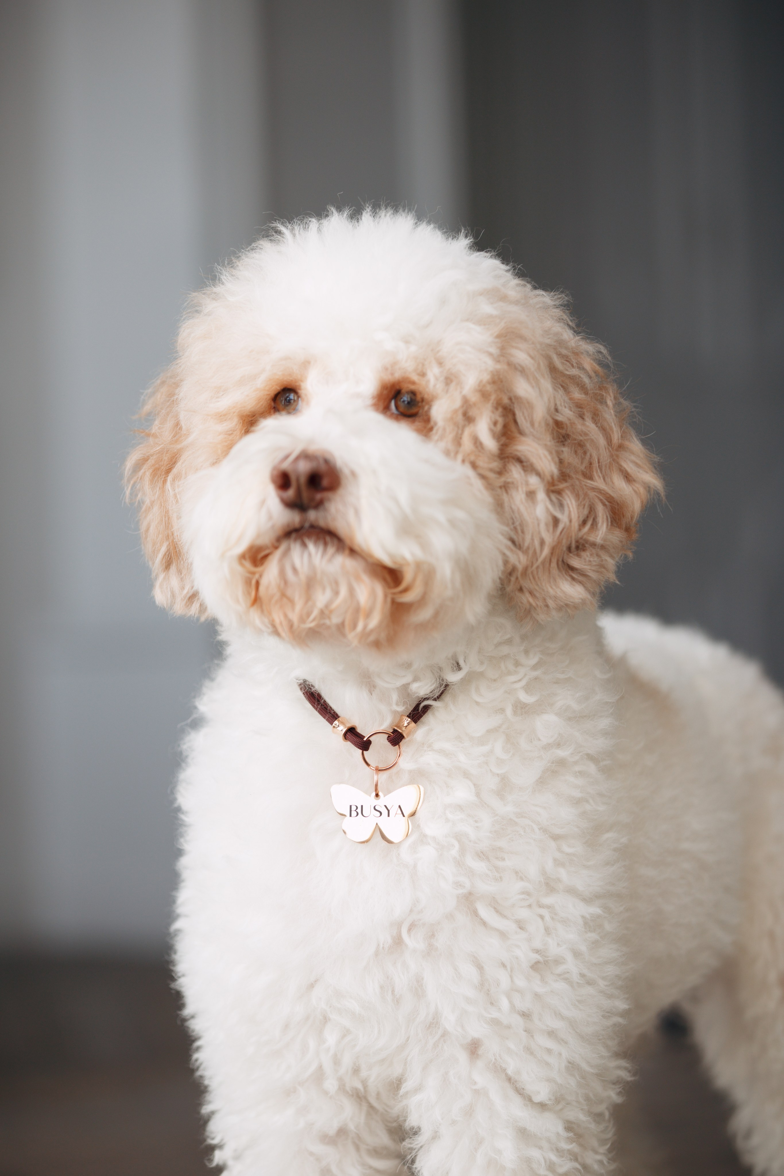 Bmbh лежанки и адресники. Фотограф анималист Кристина Карпова, Москва