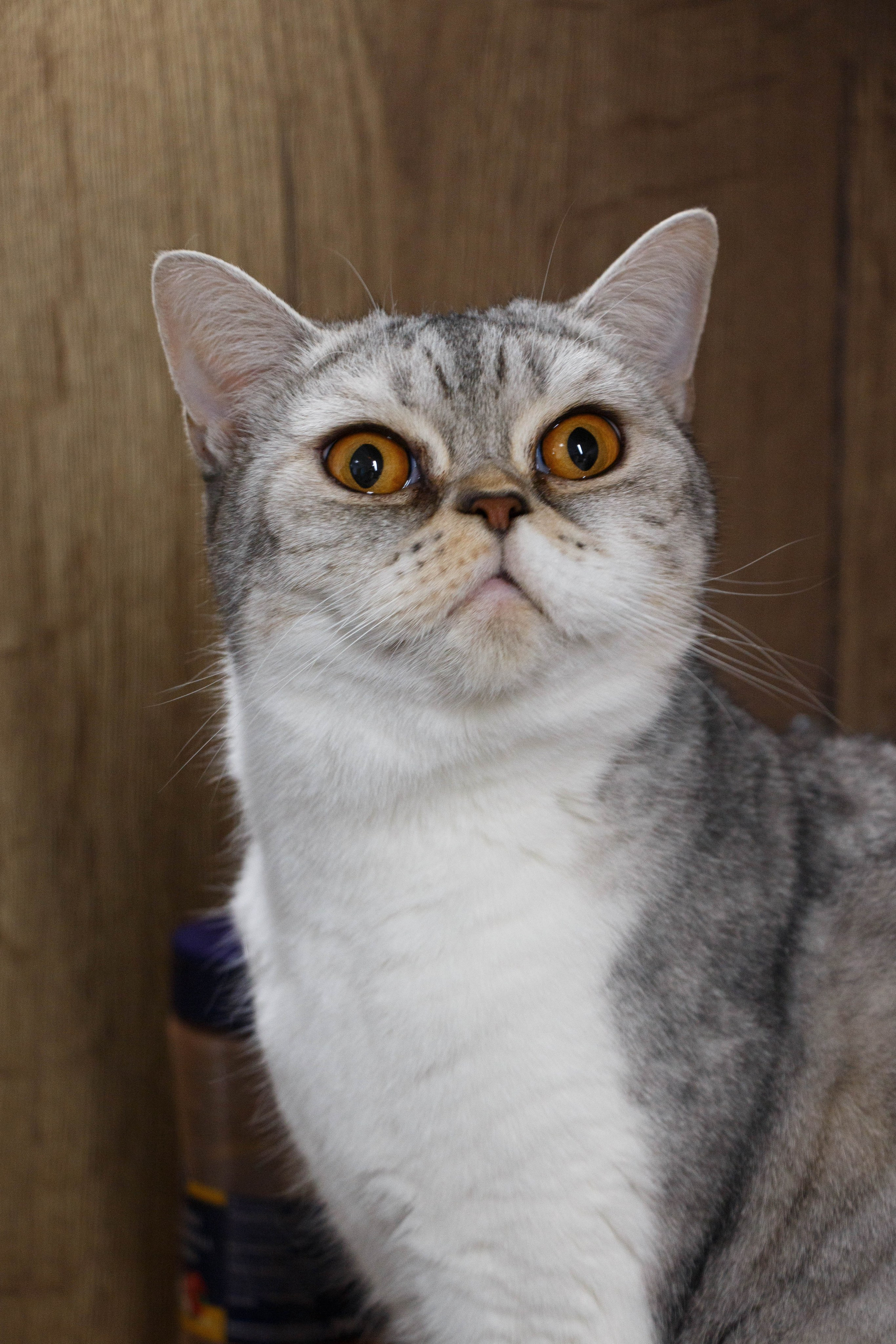 TANYA&NALLA. Бережно сохраняю ваши чувства и истории на своих фотографиях