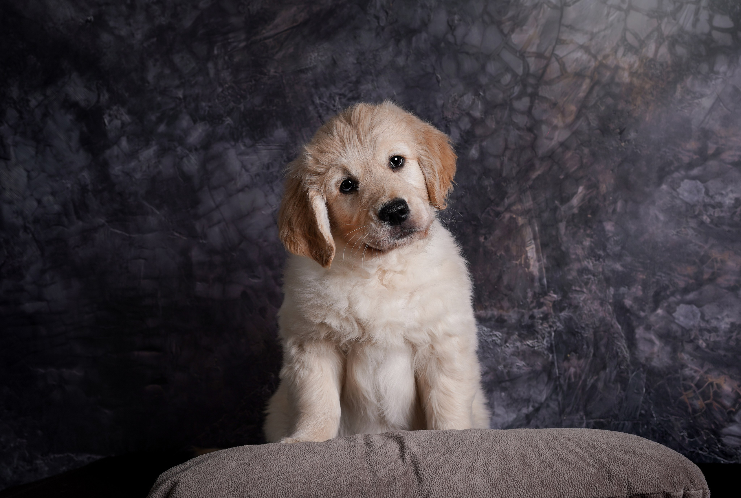 Щенок голдена. Фотограф-анималист в Санкт-Петербурге Яна Мартынова