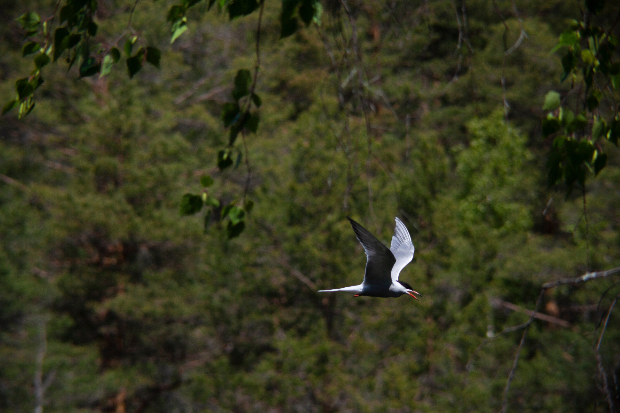 Крачки. Фотограф Адигамова Юлия в Петербурге