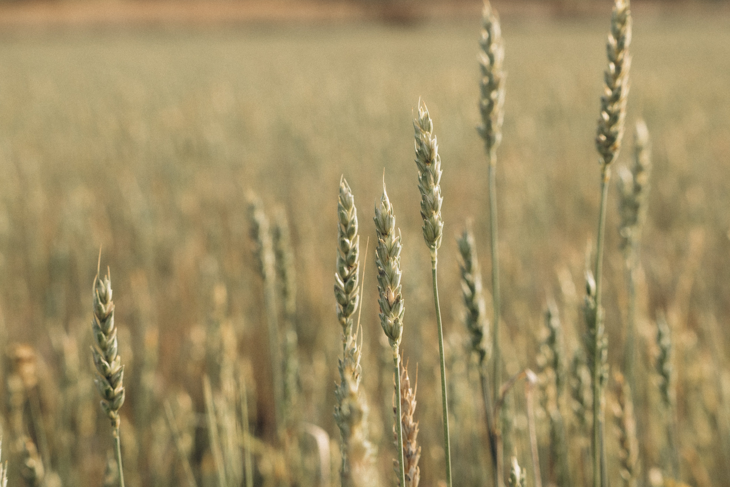 Дана и Арчи. Фотограф-анималист Анастасия Большакова