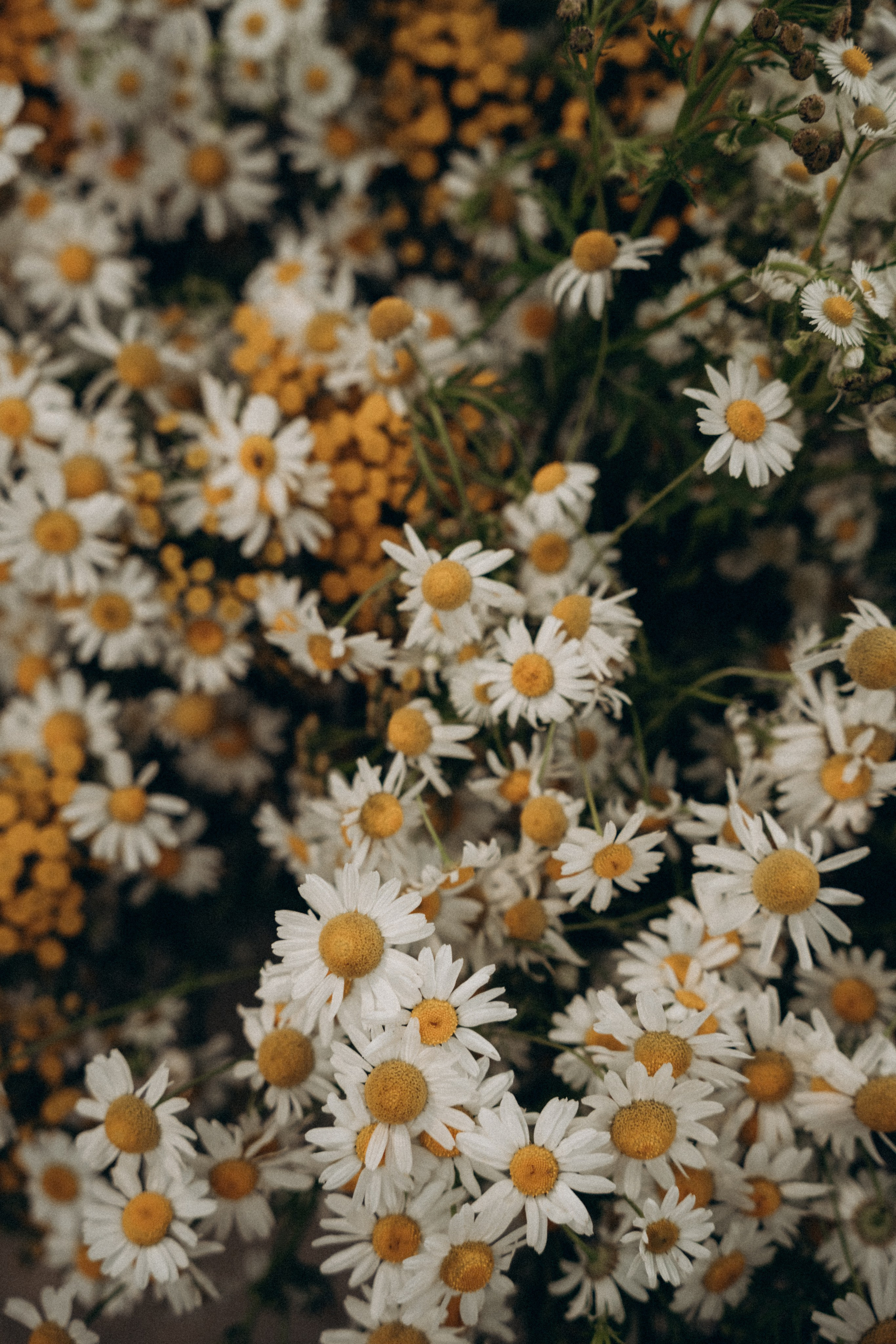 Таня и малышка Элина. Фотограф Мария Миллс | Минск