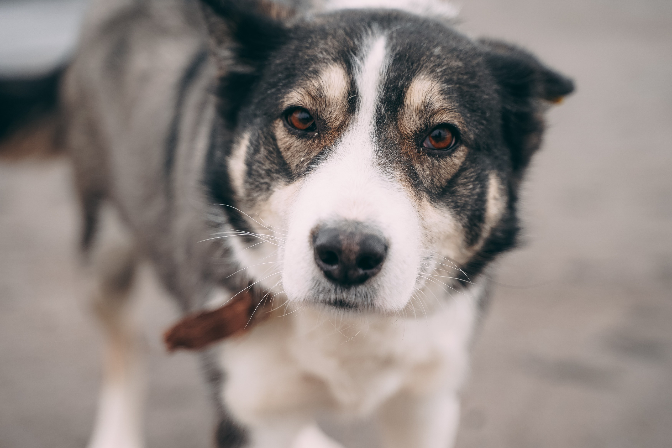 Съемка для благотворительного фонда «Дог 24». Фотограф-анималист, портретный фотограф в Чебоксарах Мария Садыкова