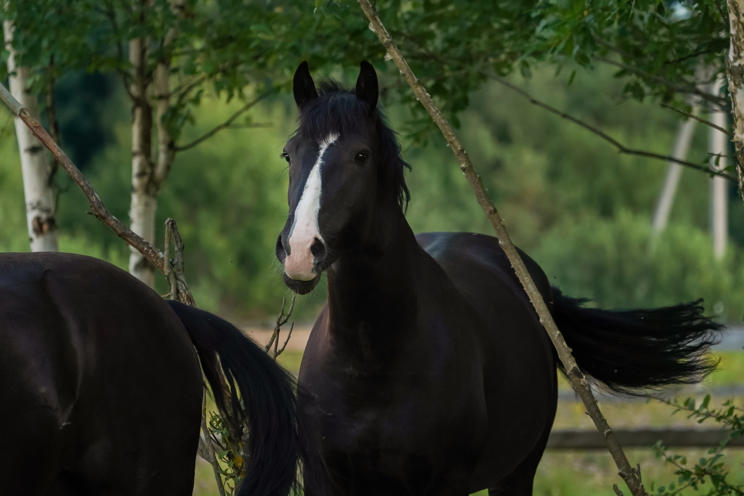 КСК Славино. Фотограф-анималист, портретный фотограф в Чебоксарах Мария Садыкова