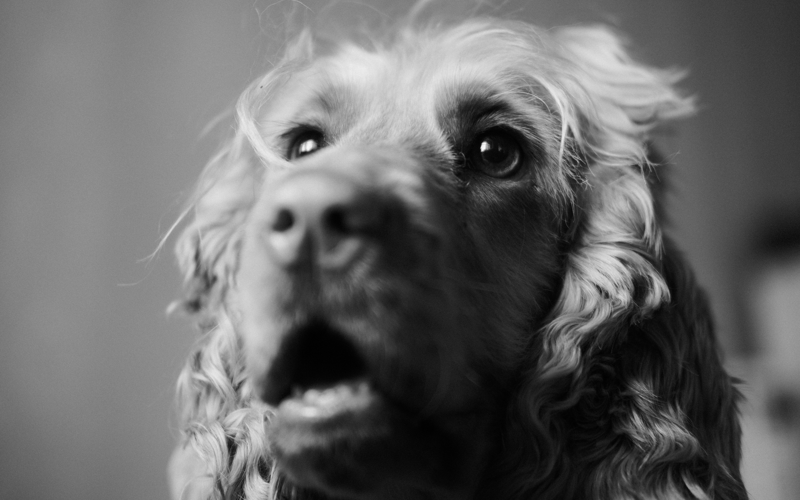 Кошки и собаки. Михаил Долганов