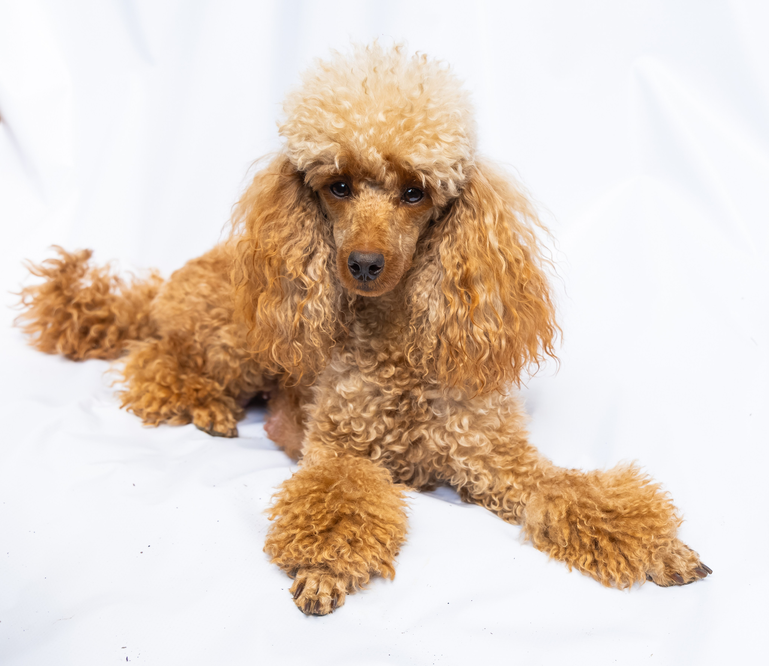 С животными. Фотограф-ретушёр