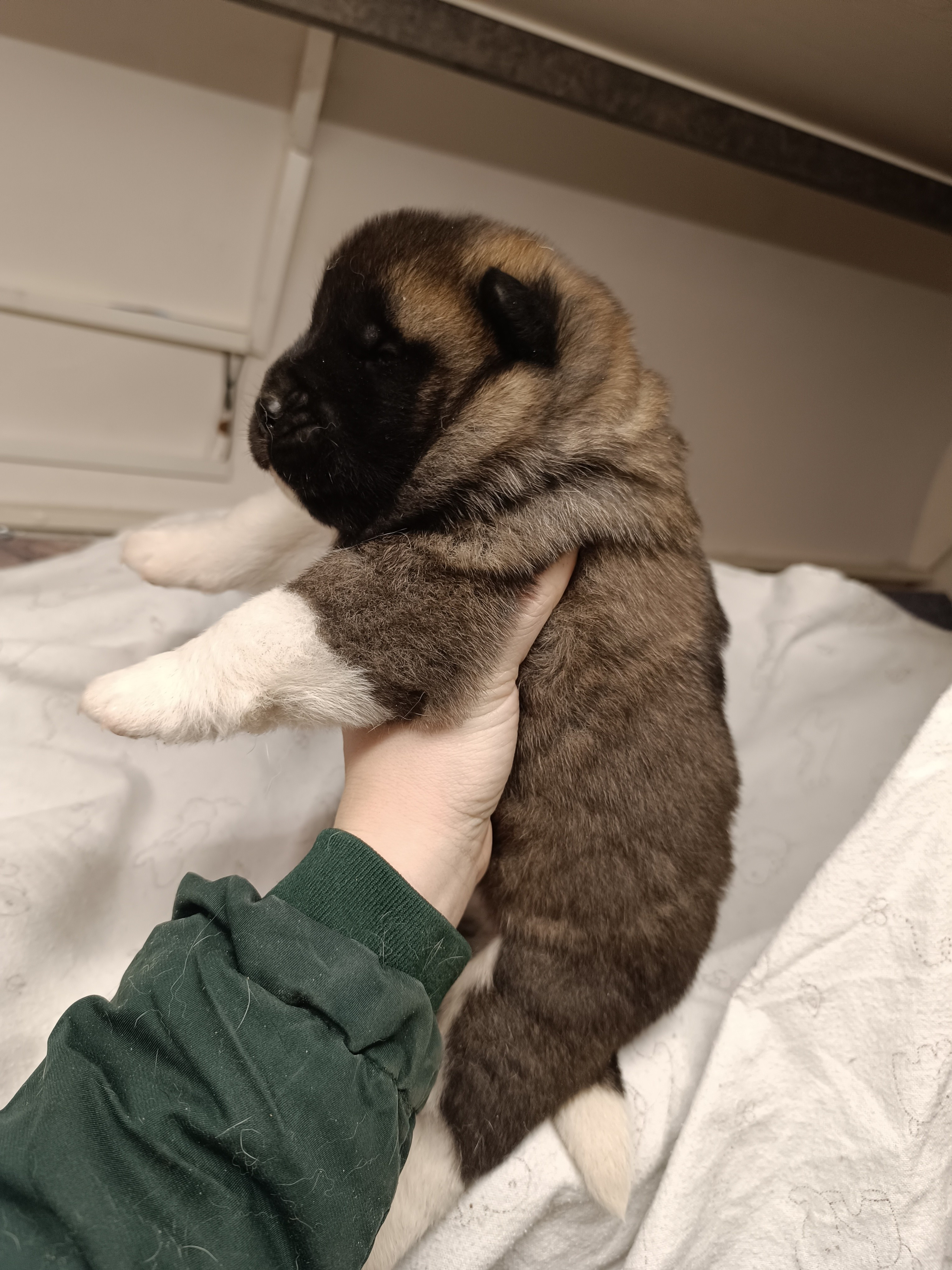 Американская акита  щенки питомник Санкт-Петербург клубные щенки Американская акита питомник RUBYLIGHT Рубилайт купить щенка американской акиты