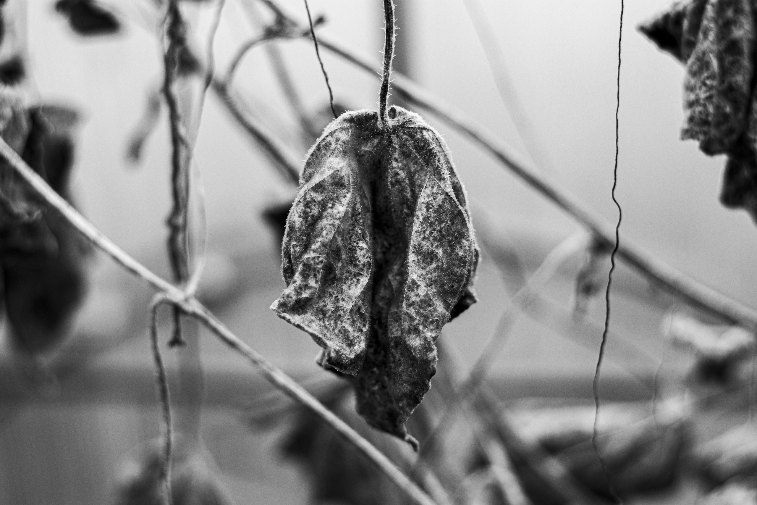 十一月的花园 – 秋日氛围与金色光影摄影