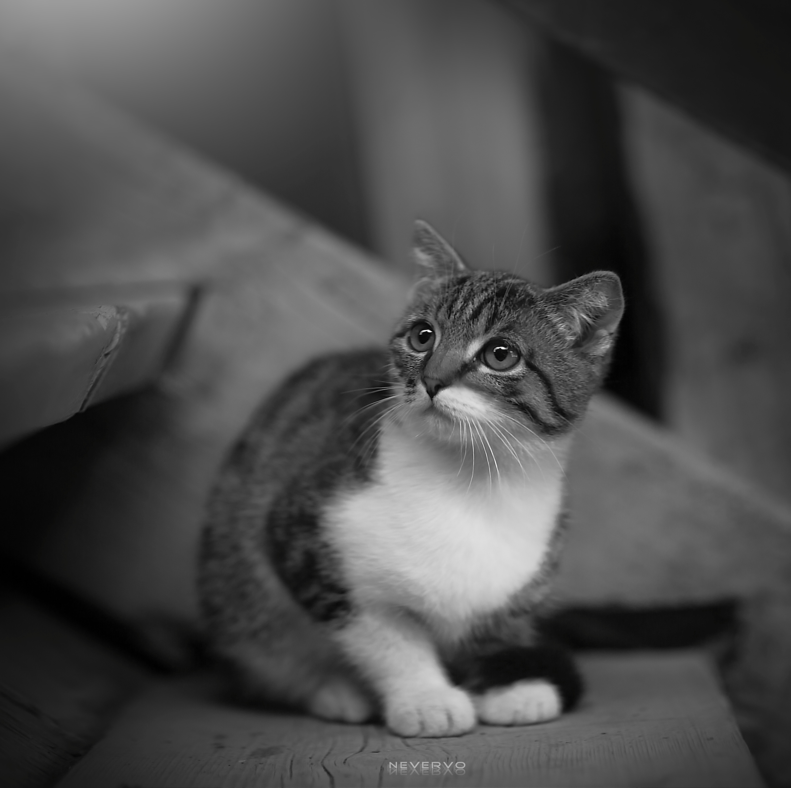 Черно-белая фотосъемка. B&W съемка в Москве. ЧБ фотограф Олег Голишник. Арт-фотограф Олег Голишников. Творческая мастерская