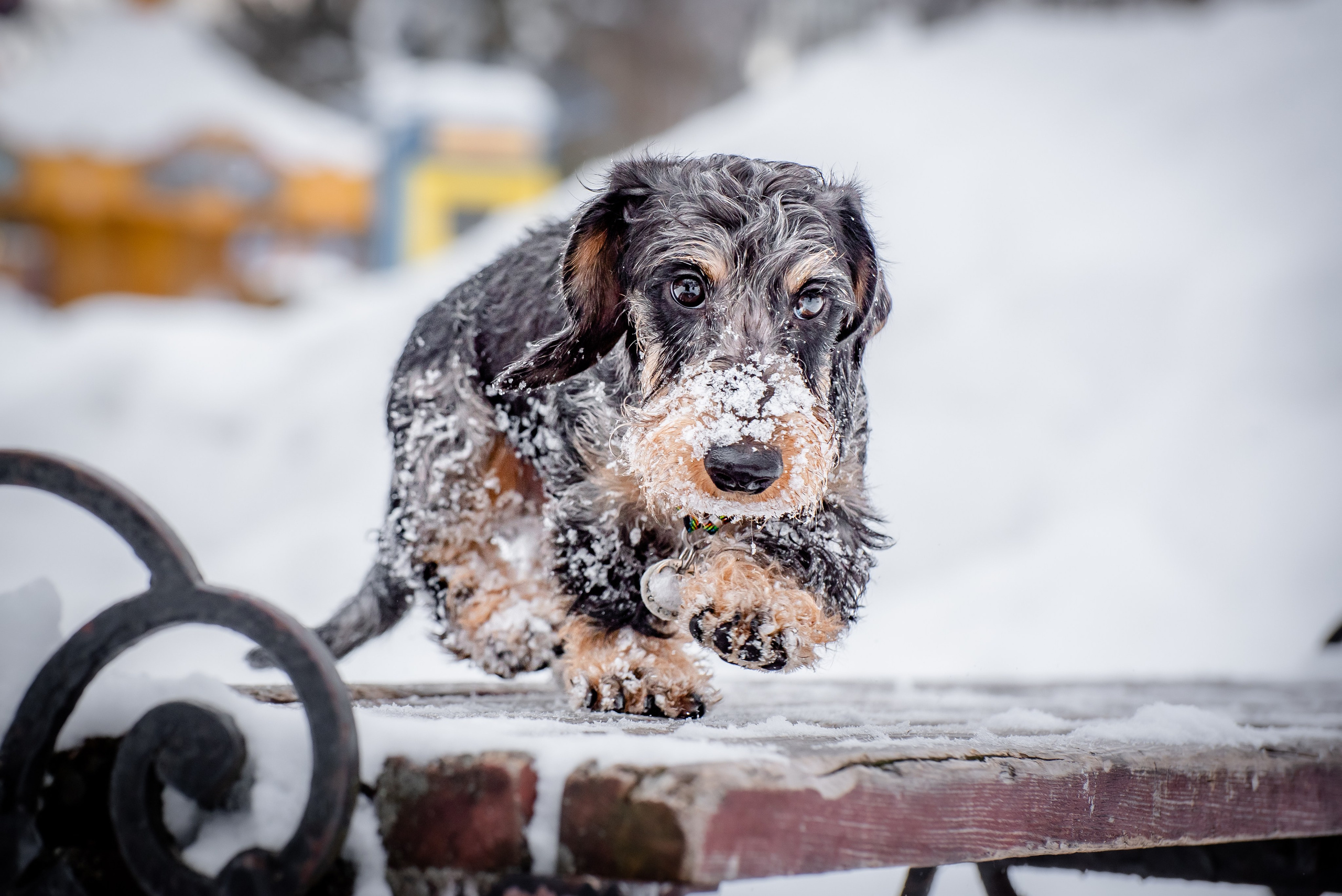 Фотограф Анималист. Фотограф Макс Огурцов в Нижнем Новгороде