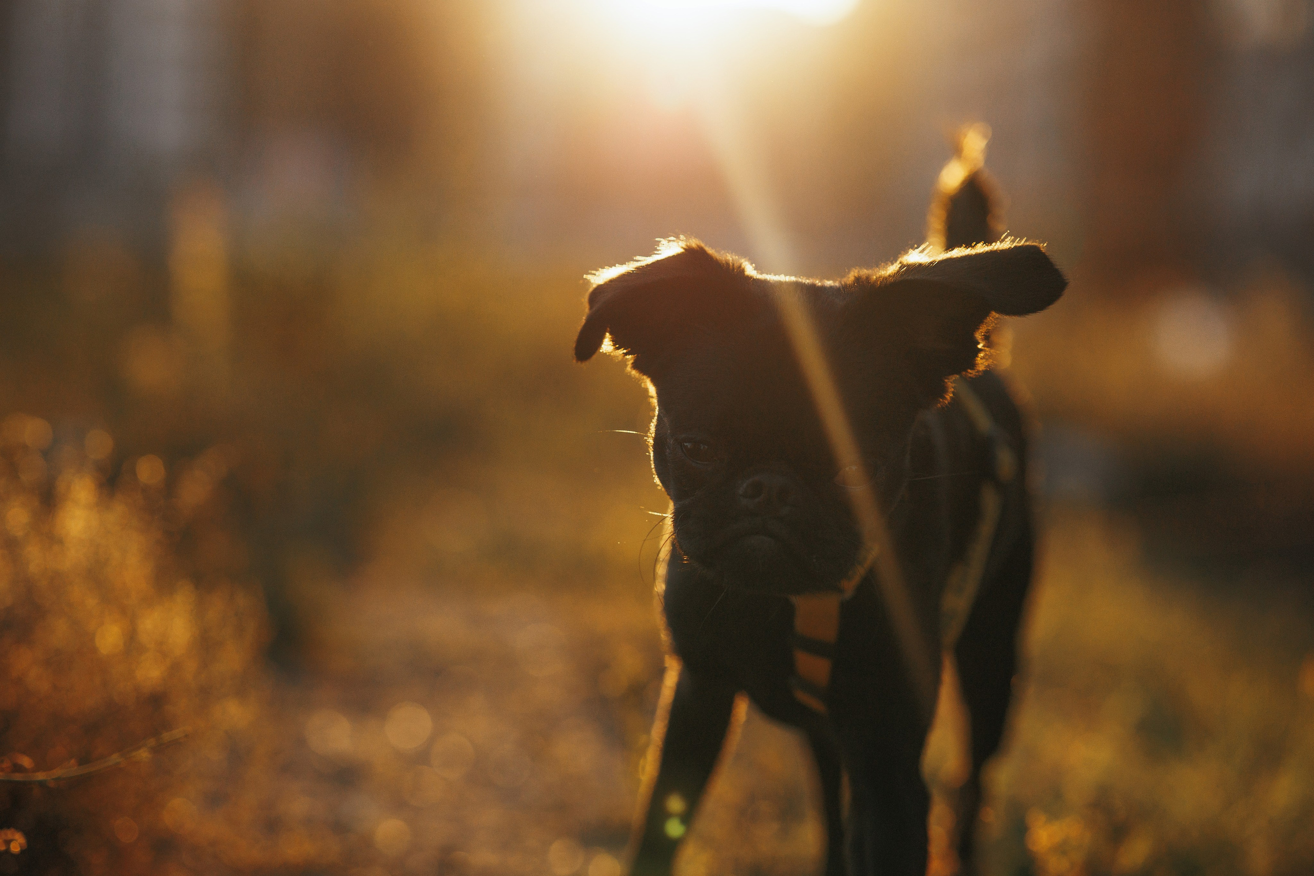 Закатная съемка с собакой. Анастасия Белаш