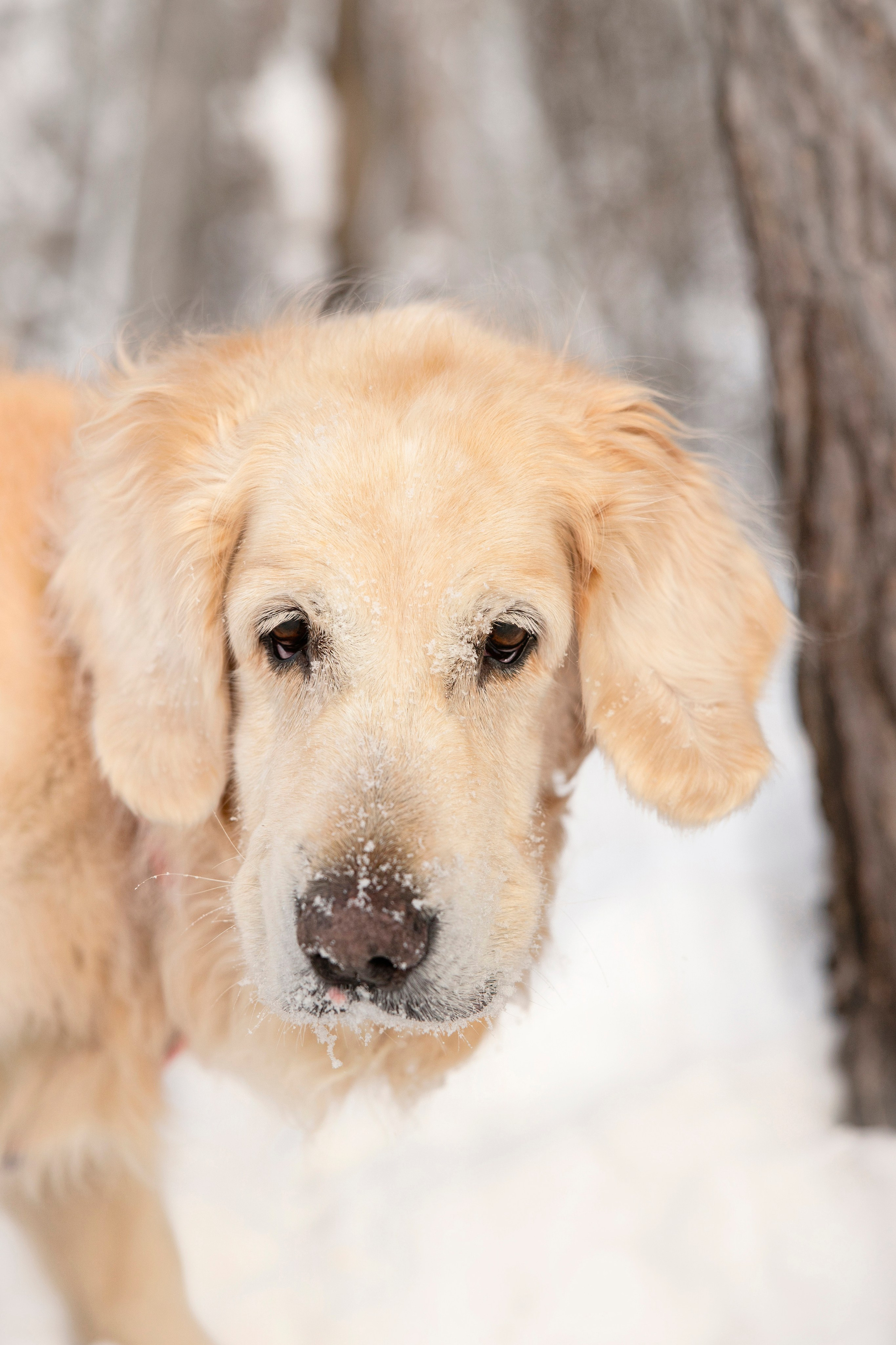 Бэлла и Панда. Анастасия Белаш
