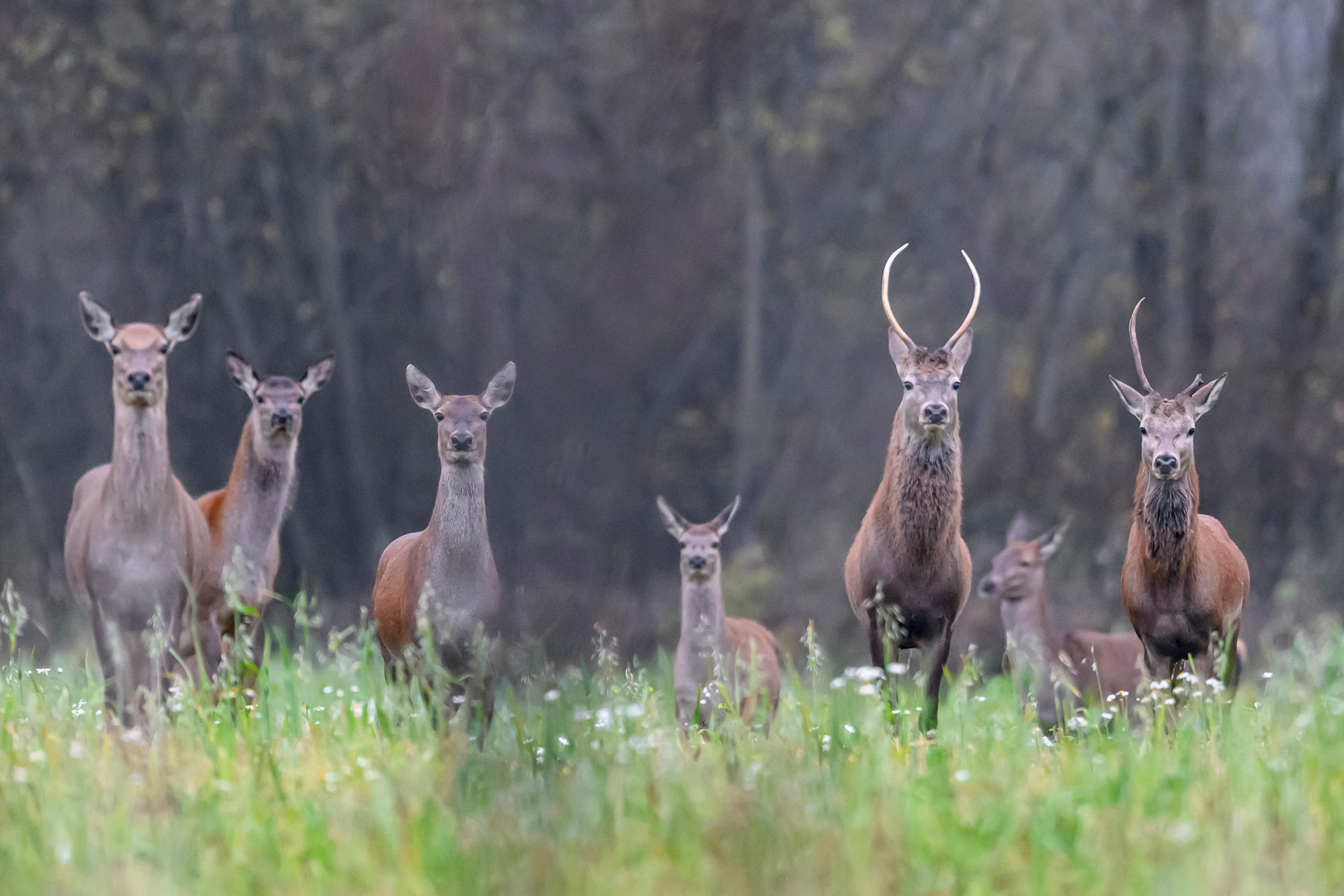 Олени III. Wildlife photography by Sergey Puponin