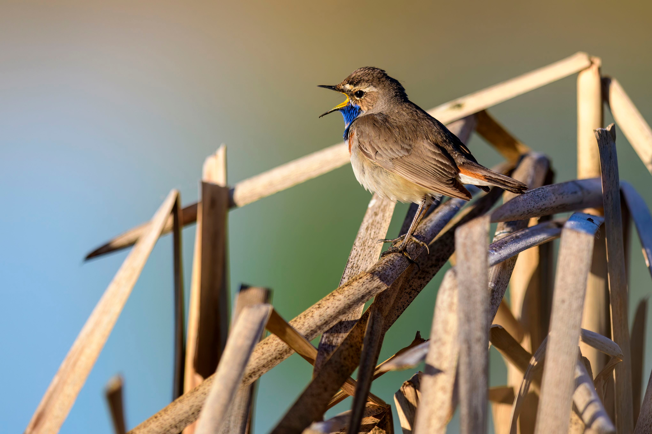 Варакушка. Фотограф Сергей Пупонин