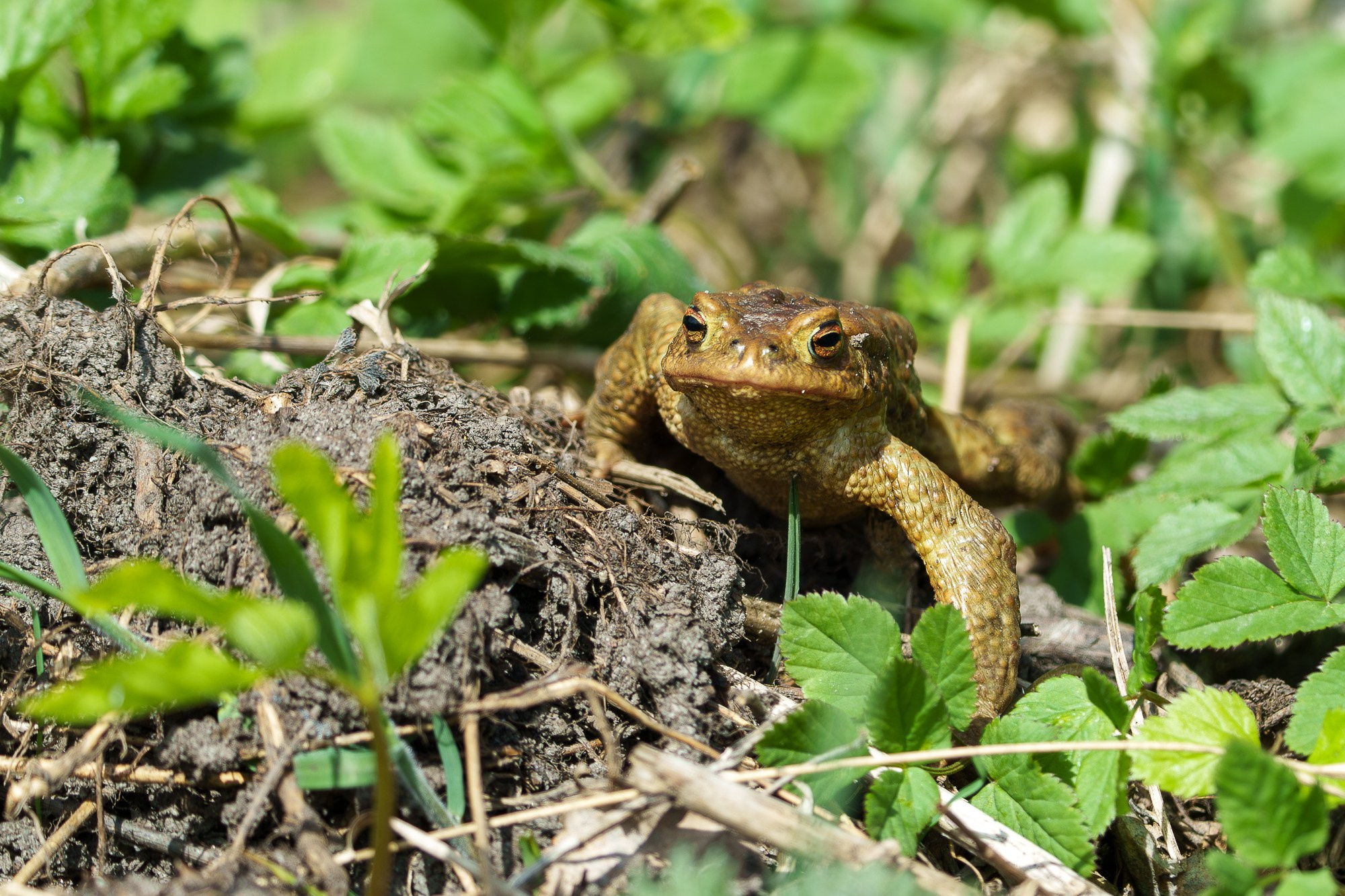 Животные. Ваш личный фотограф Марина Волкова