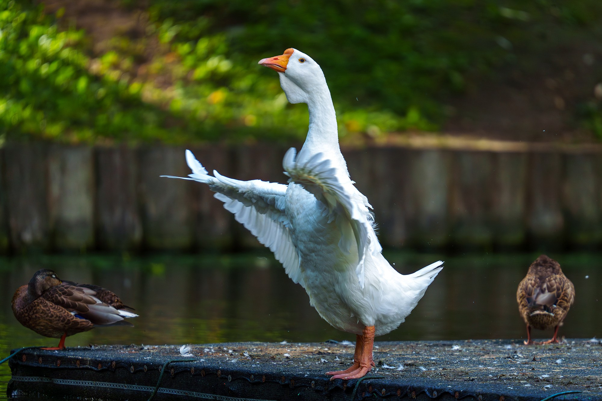 Удивительные мир птиц. Вокруг нас столько прекрасного — присмотритесь!. Ваш личный фотограф Марина Волкова