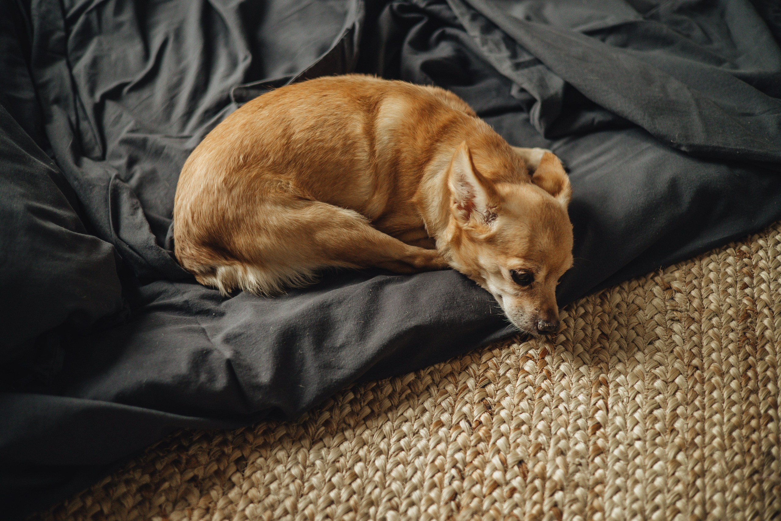 Home — съемка. Свадебный и семейный фотограф Пушкин Царское Село СПБ Питер Санкт-Петербург и Рязань Ольга Козлова