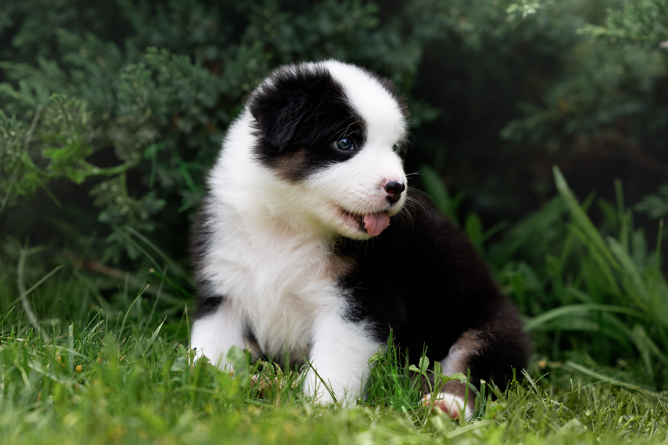Заводчик Елизавета Степанова. Творческий фотограф Вологда