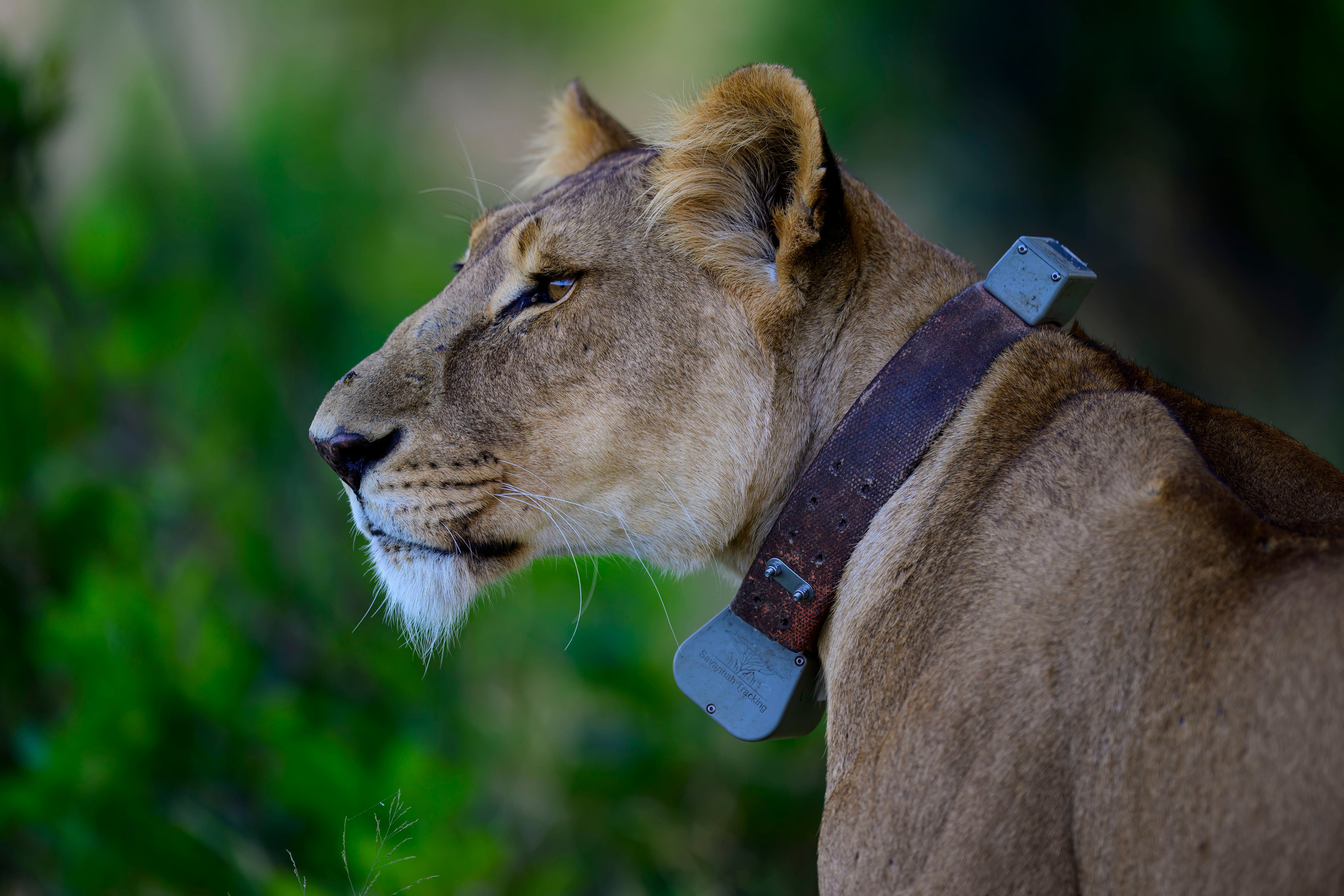 Кения. Wildlife photography by Sergey Puponin