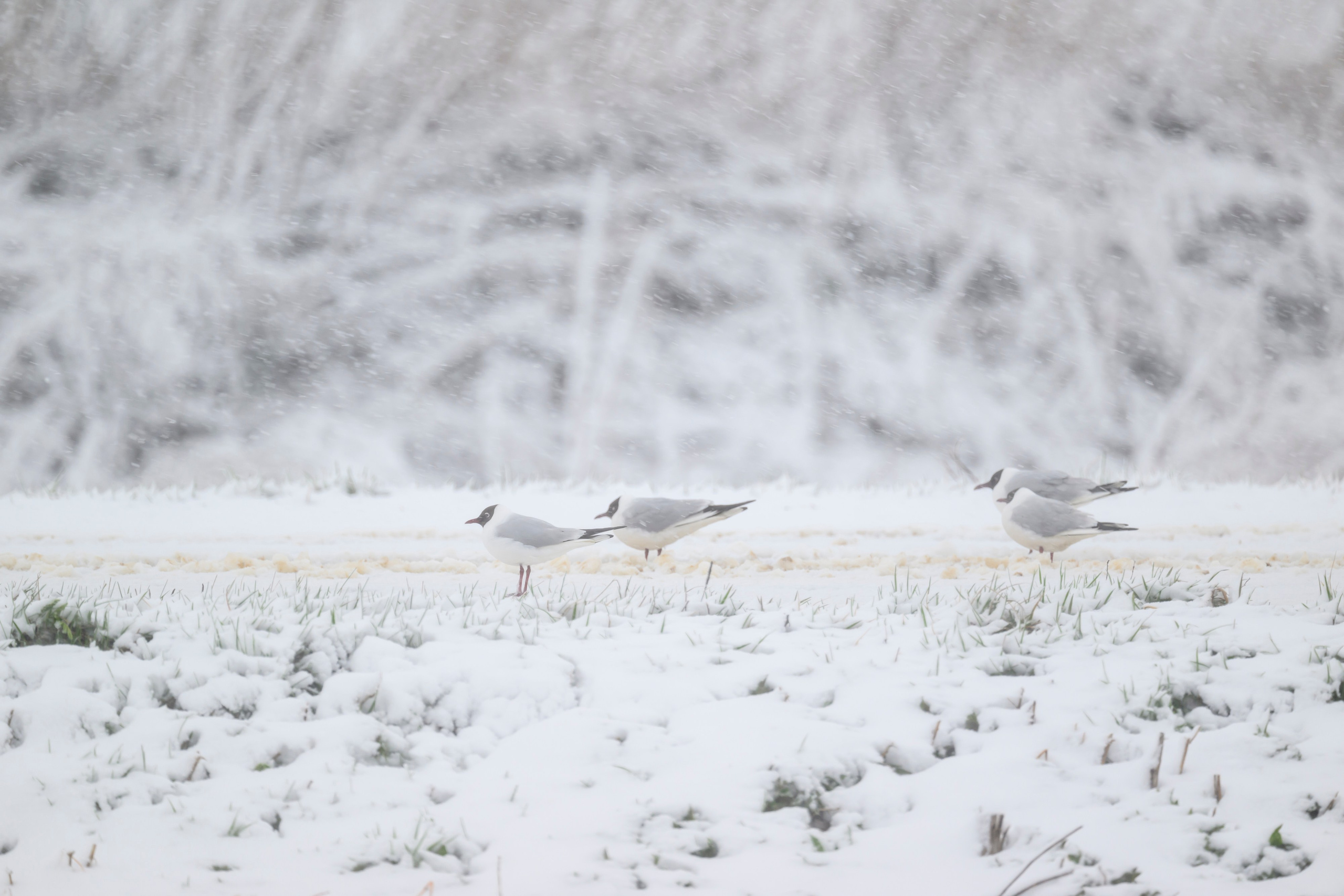 Метель. Фотограф Сергей Пупонин