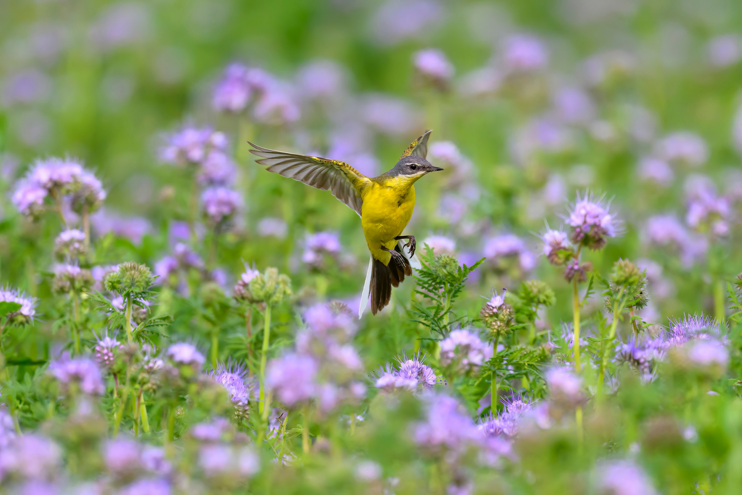 Лунь и трясогузки. Wildlife photography by Sergey Puponin