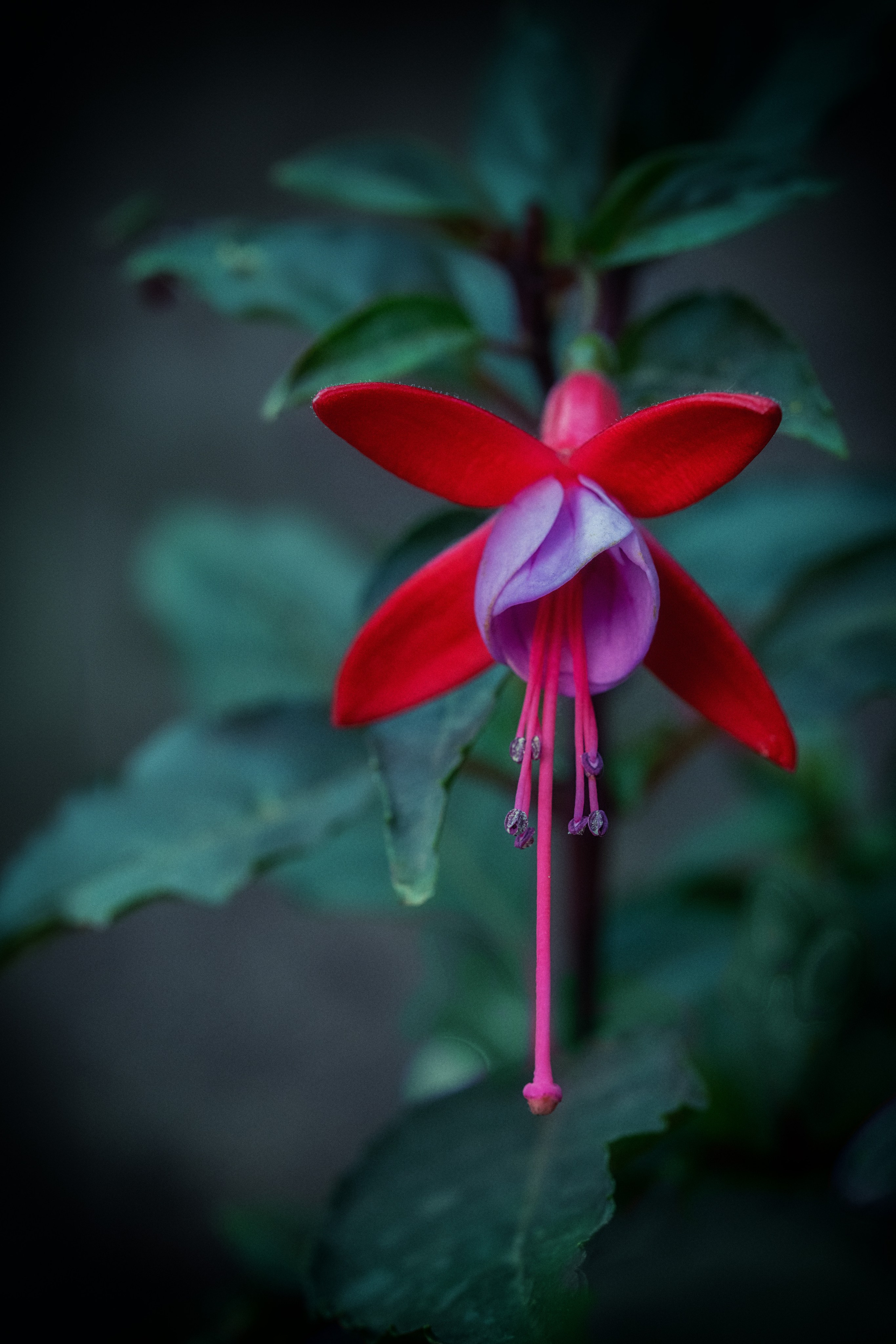 Цветы. Профессиональная фотосъемка. Ростов-на-Дону