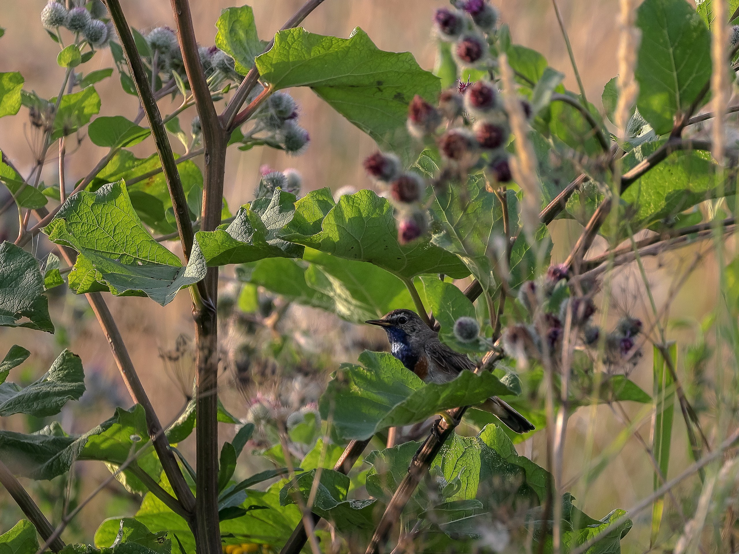 Варакушка прячется в кустарнике на летнем лугу