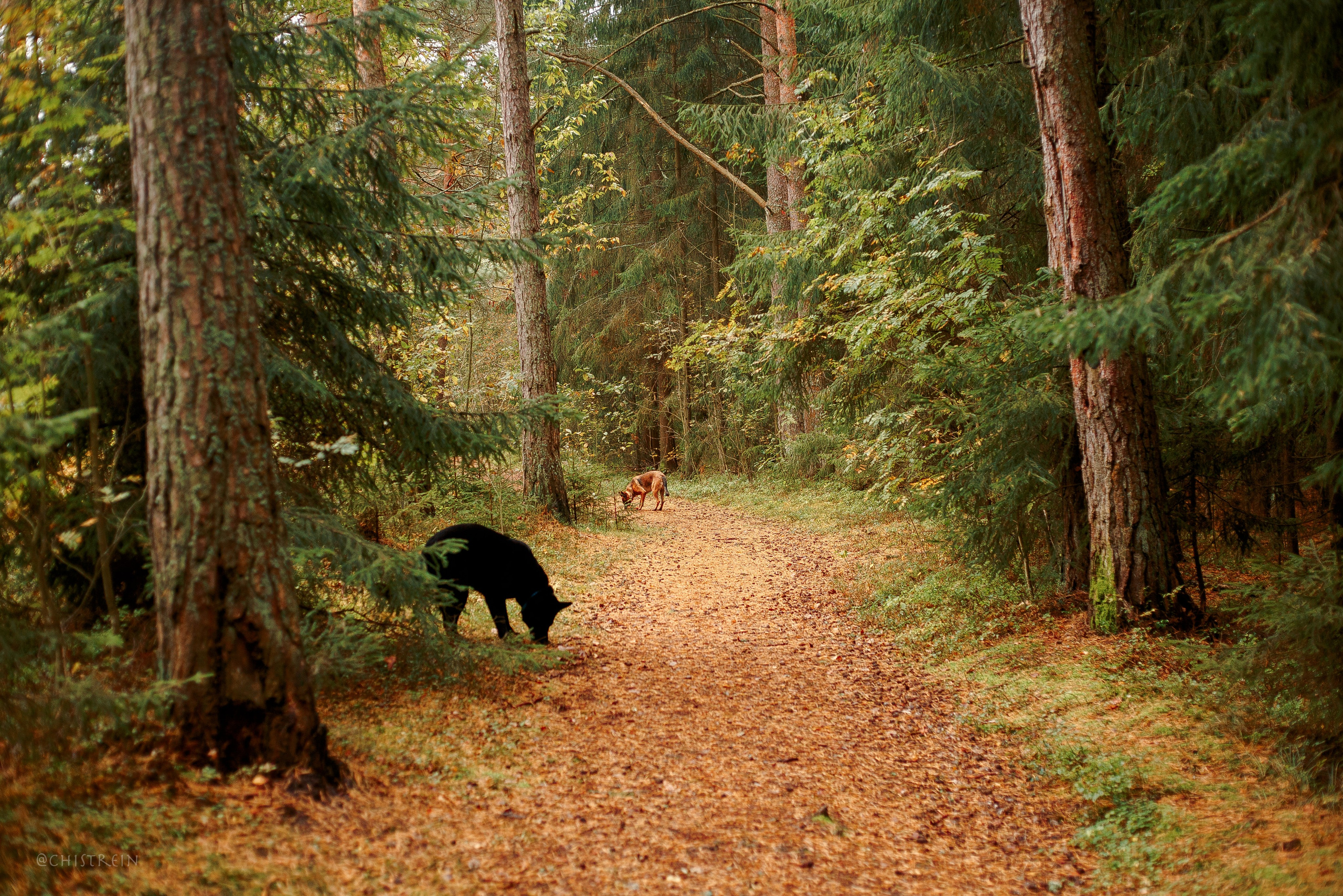 Дальний пирс. Фотограф-анималист Наталия Чистюхина в г. Сосновый Бор и ЛО