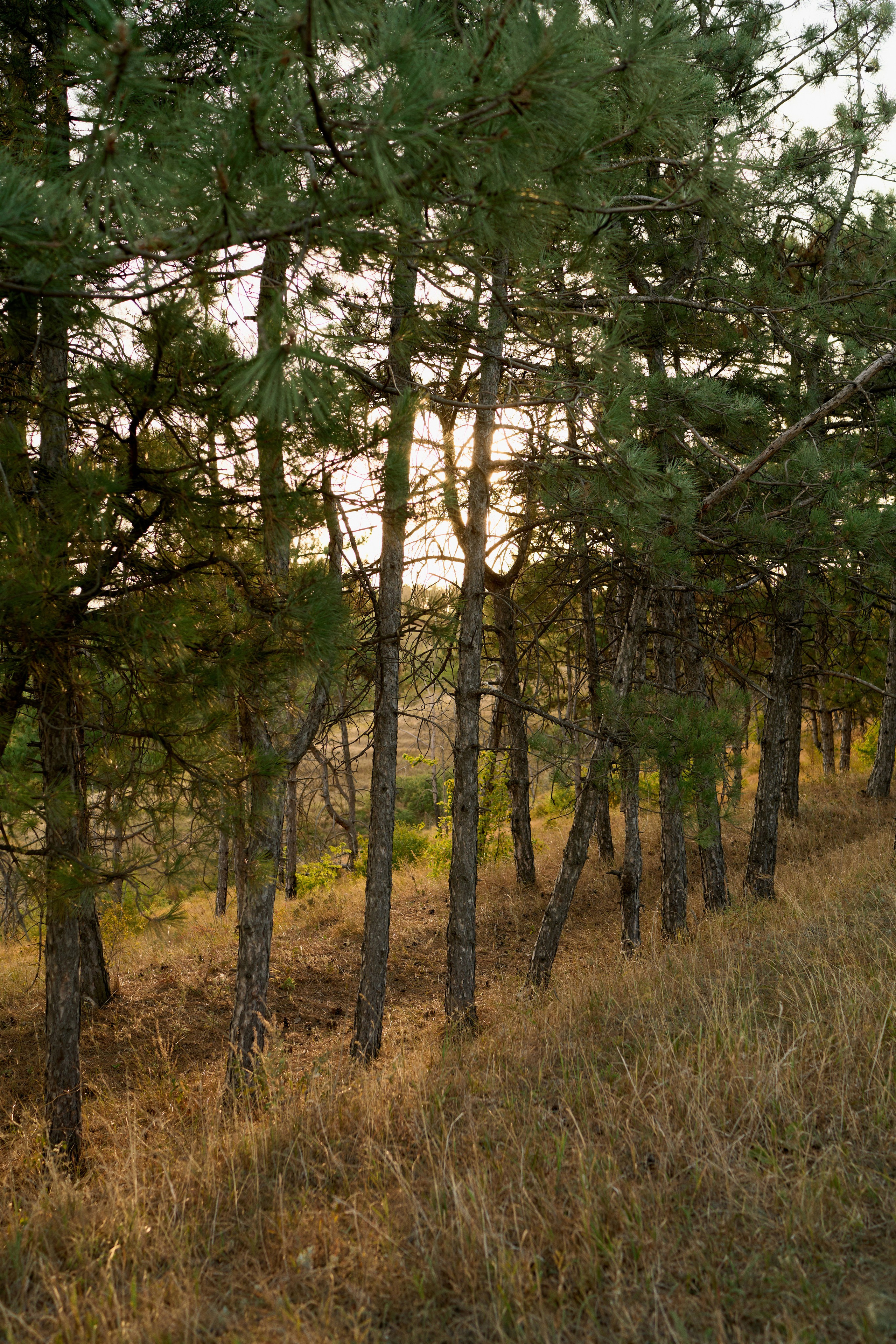 Семья Лазаревых. Чумаков Алексей Фотограф|Видеограф свадебные, индивидуальные, семейные, репортаж