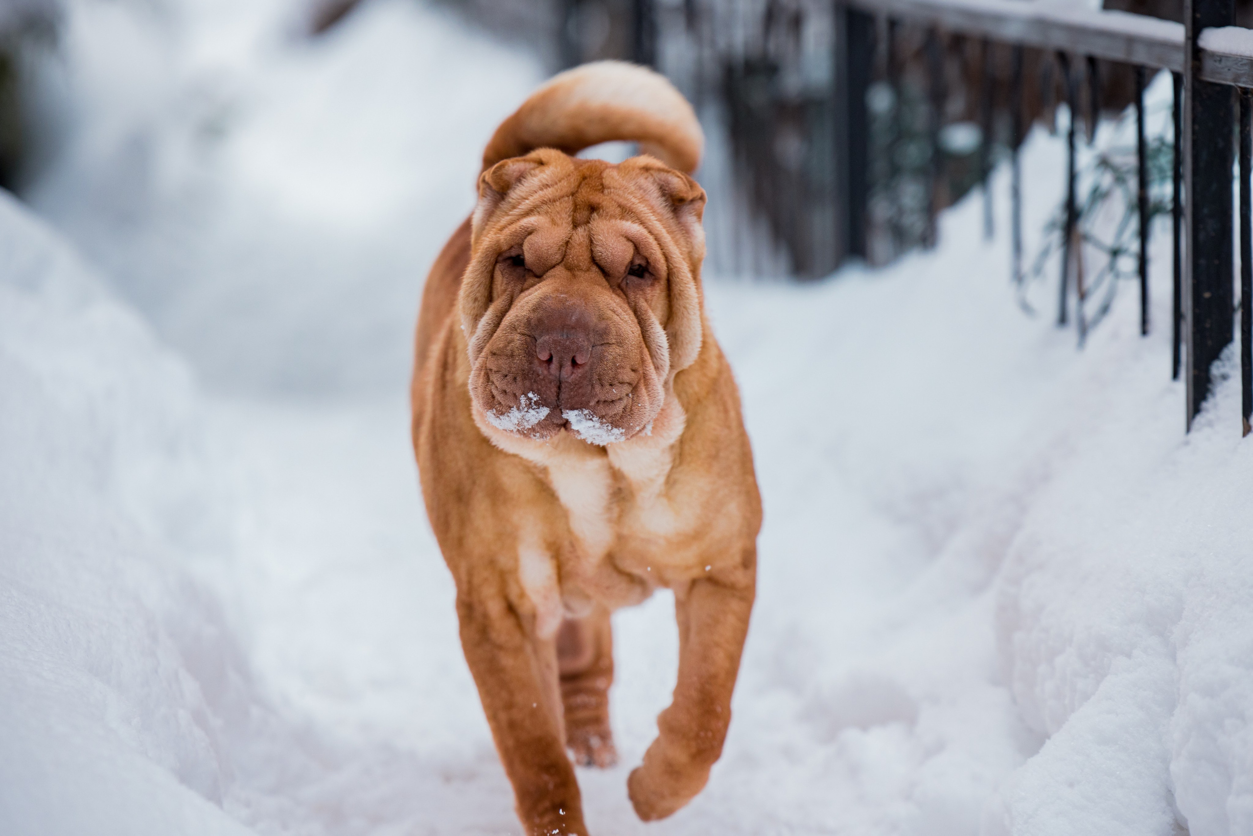В гостях у шарпеев 16.01.2024. Фотограф-анималист Юлия Германика