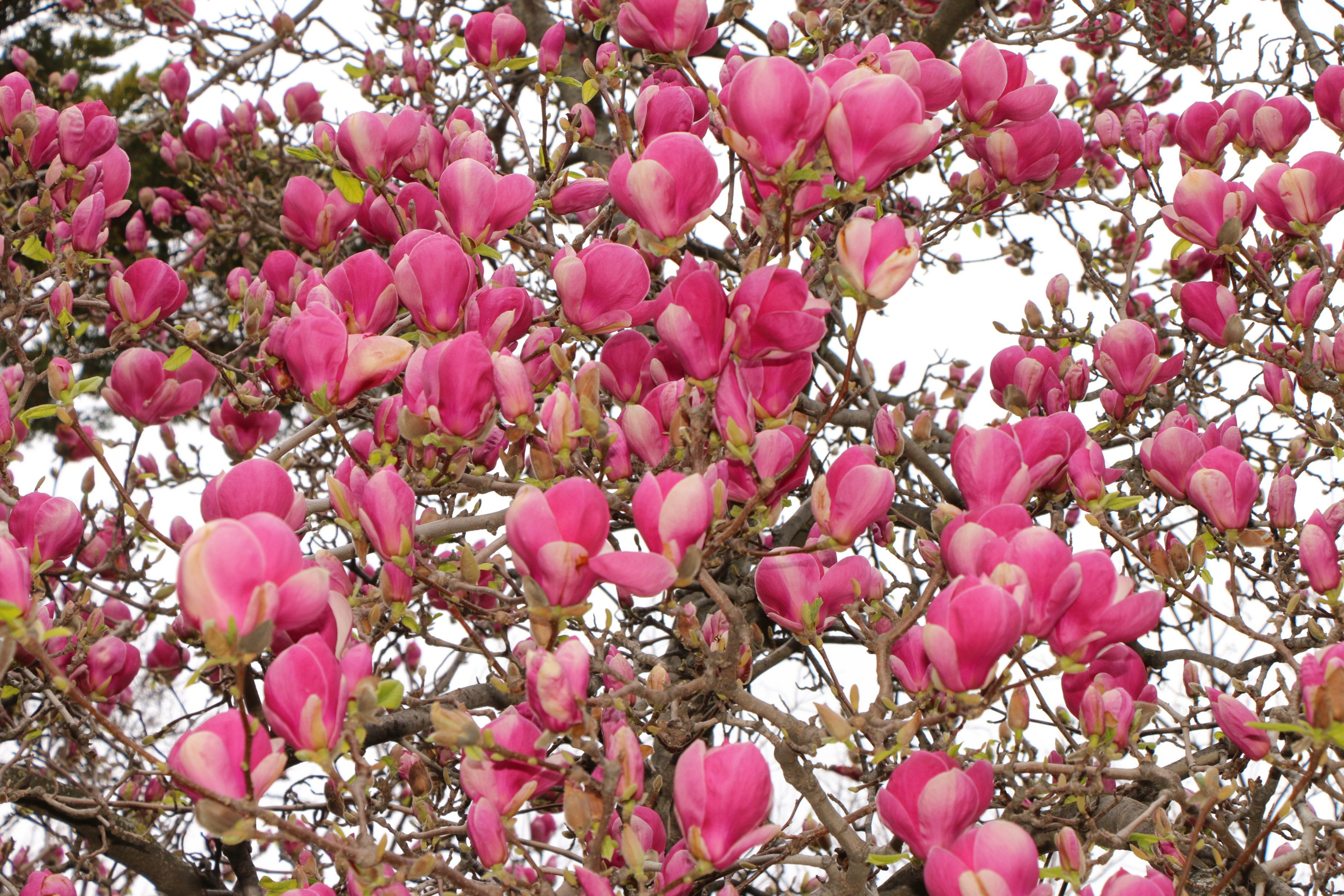 Природа. Семейный и детский фотограф в Ялте Ольга Солерина