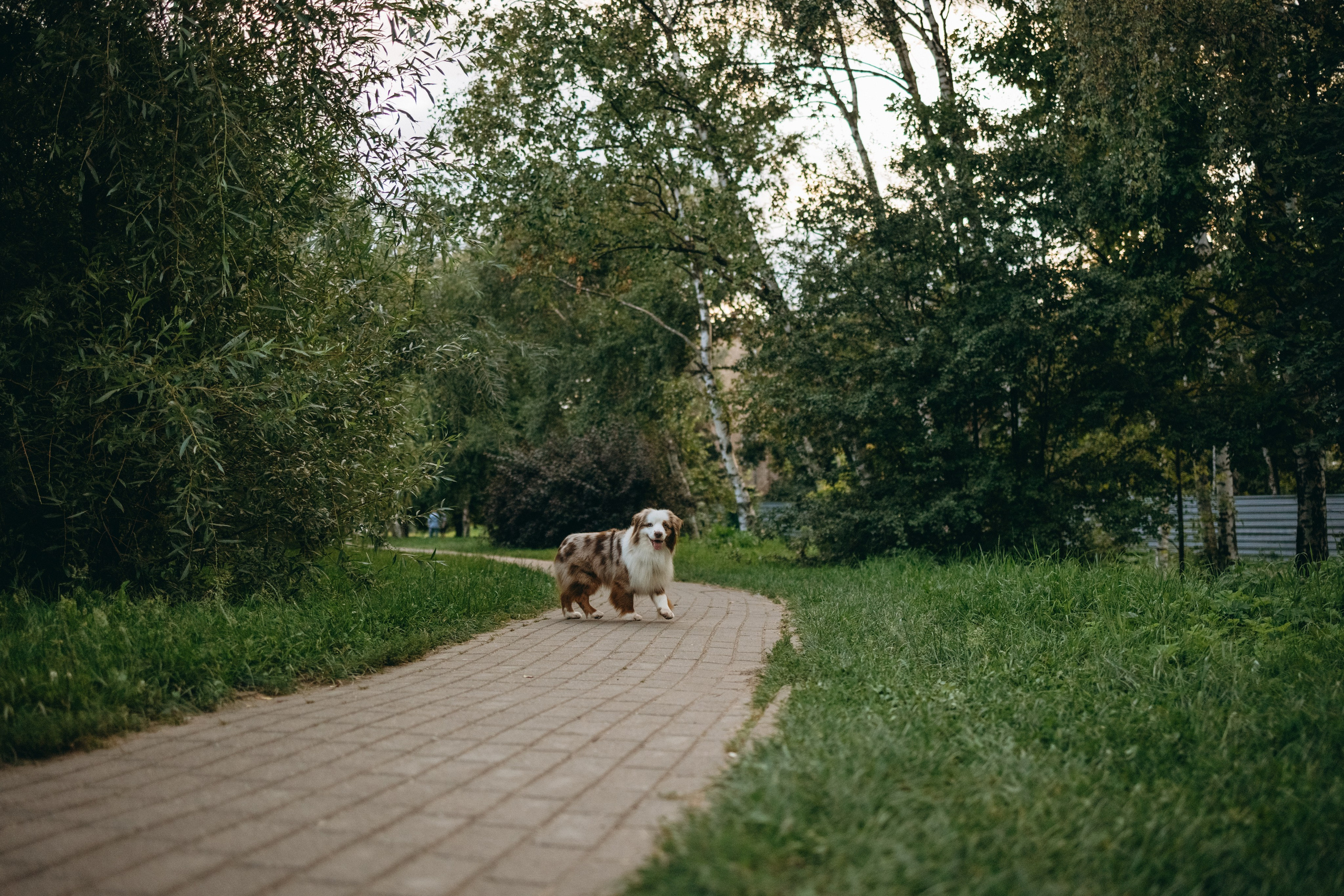 Маша и Эклер. Фотограф — Анималист | Санкт-Петербург