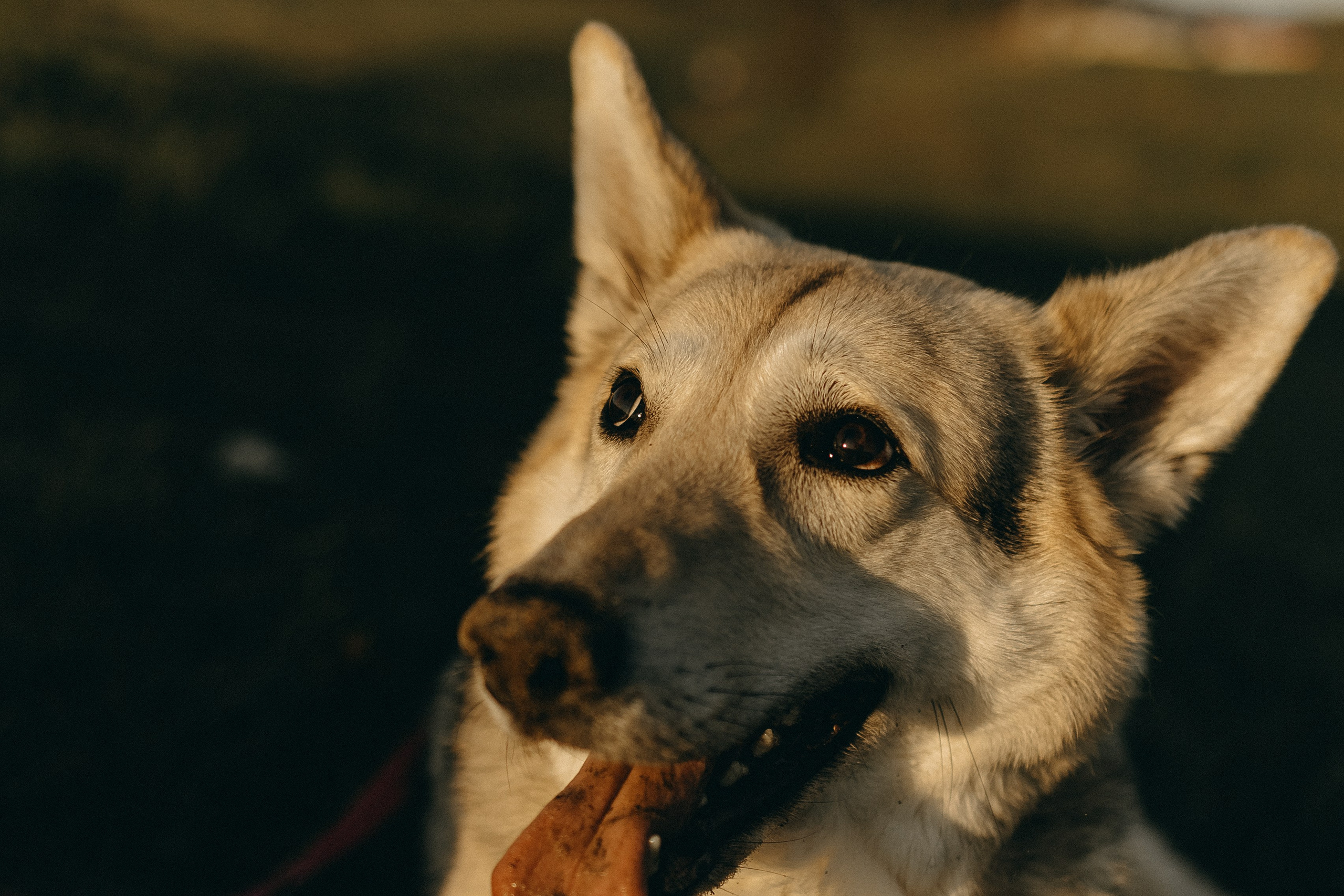 Саша и Зельда. Фотограф — Анималист | Санкт-Петербург