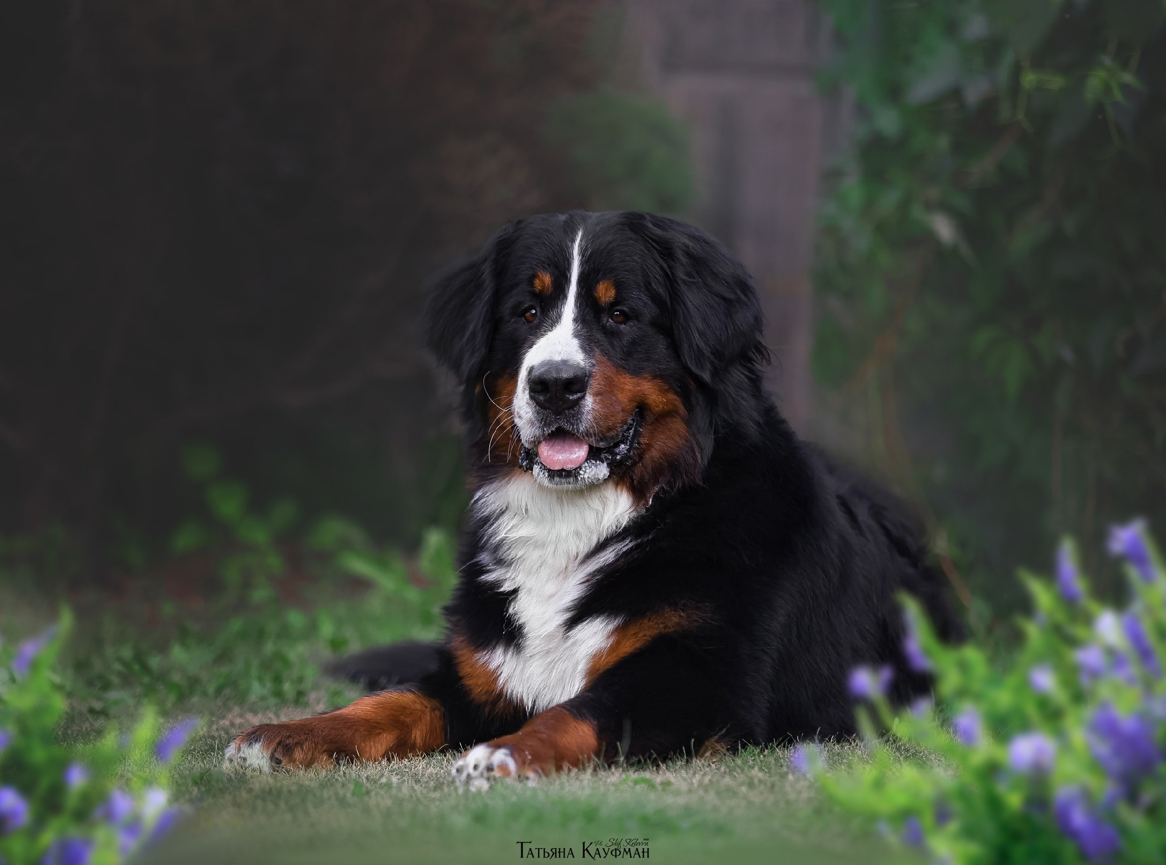 берн, бернский зенненхунд, собака в цветах, красивая собака, фотограф анималист, фотокурс Анималистика, научиться фотографировать собак, фотограф Новосибирск