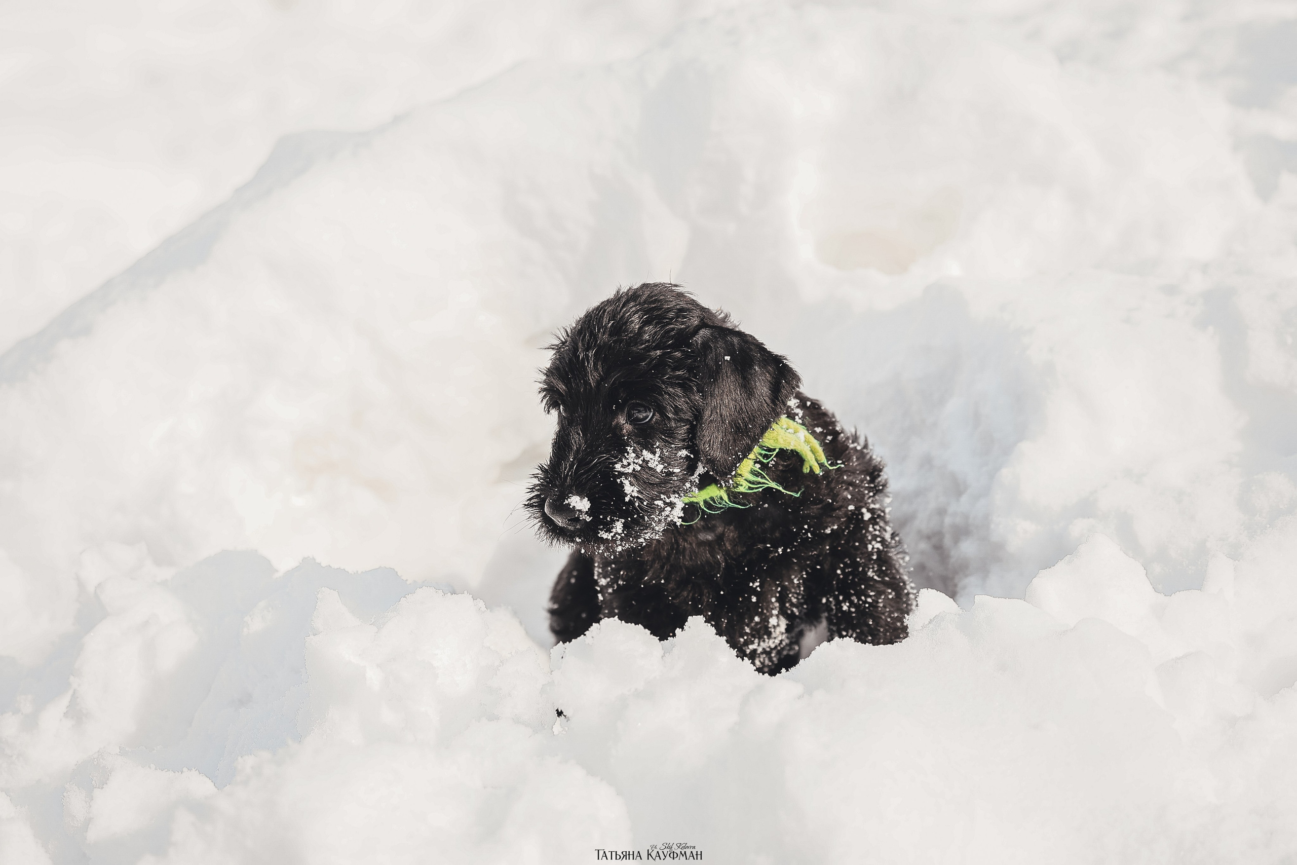 Ризеншнауцер, щенки ризеншнауцера, купить ризеншнауцера, купить щенка, ризеншнауцер Новосибирск, фотосъемка щенков, фотосессия собак, заказать фотосессию, фотографии щенков, сфотографировать щенка, фотограф Анималист, фотограф собак Новосибирск, фотограф анималист Новосибирск