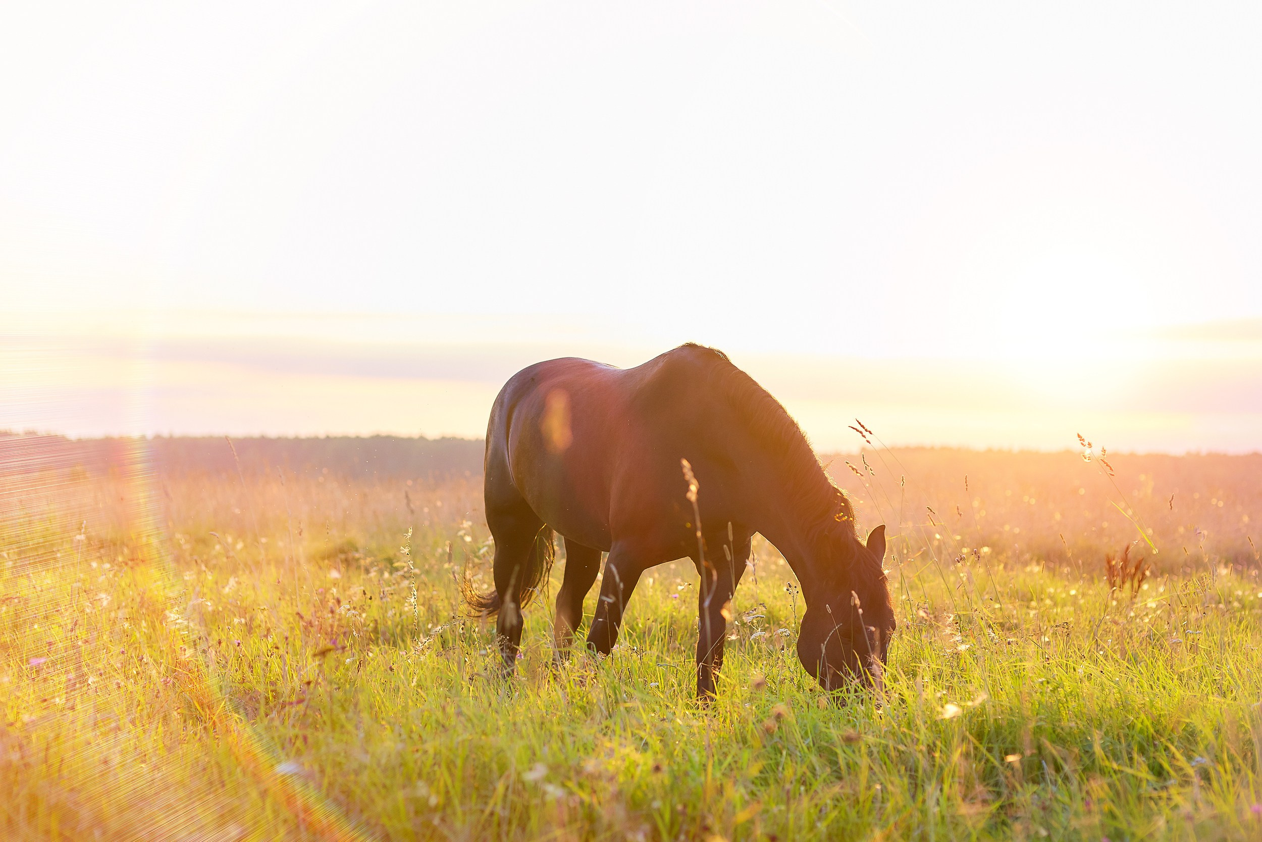 Фотосессия с лошадьми для Ирины. Фотограф Михаил Семенов