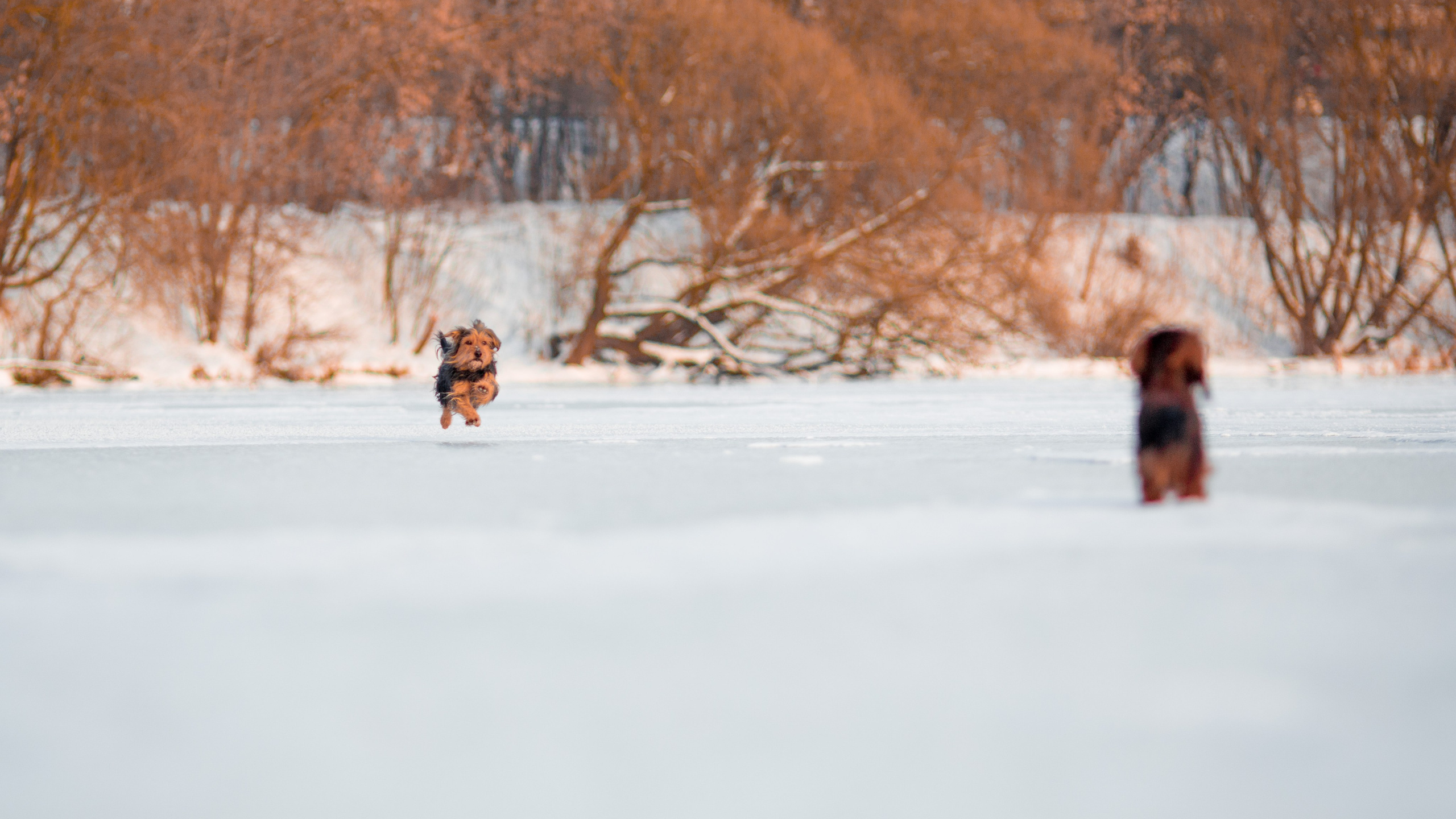 Зимняя прогулка. Репортажный фотограф Борис Геер