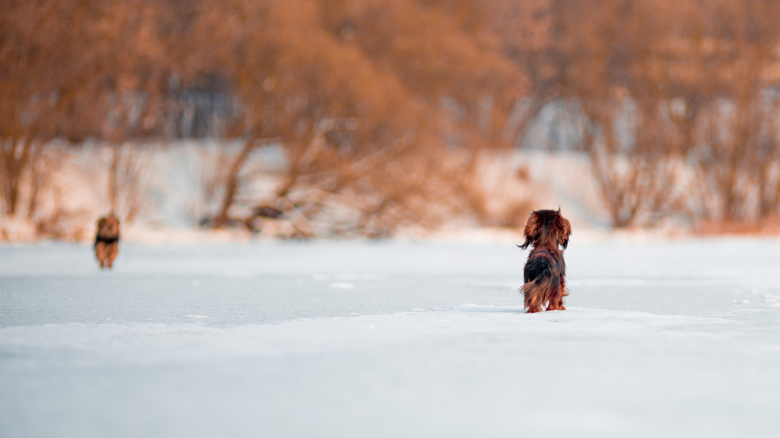 Зимняя прогулка. Репортажный фотограф Борис Геер