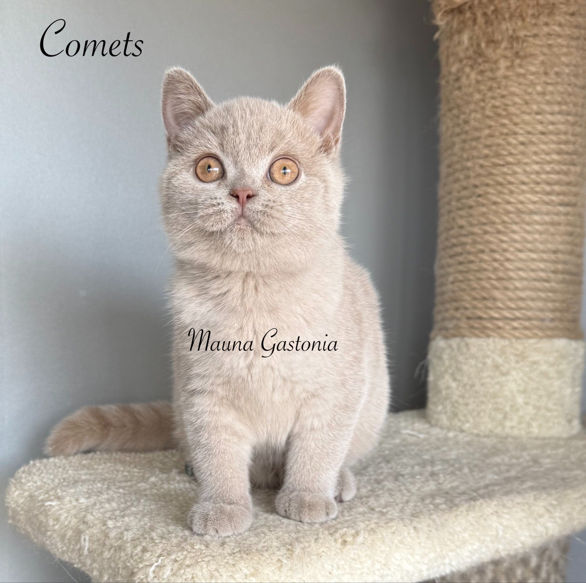 Comets. Mauna Gastonia