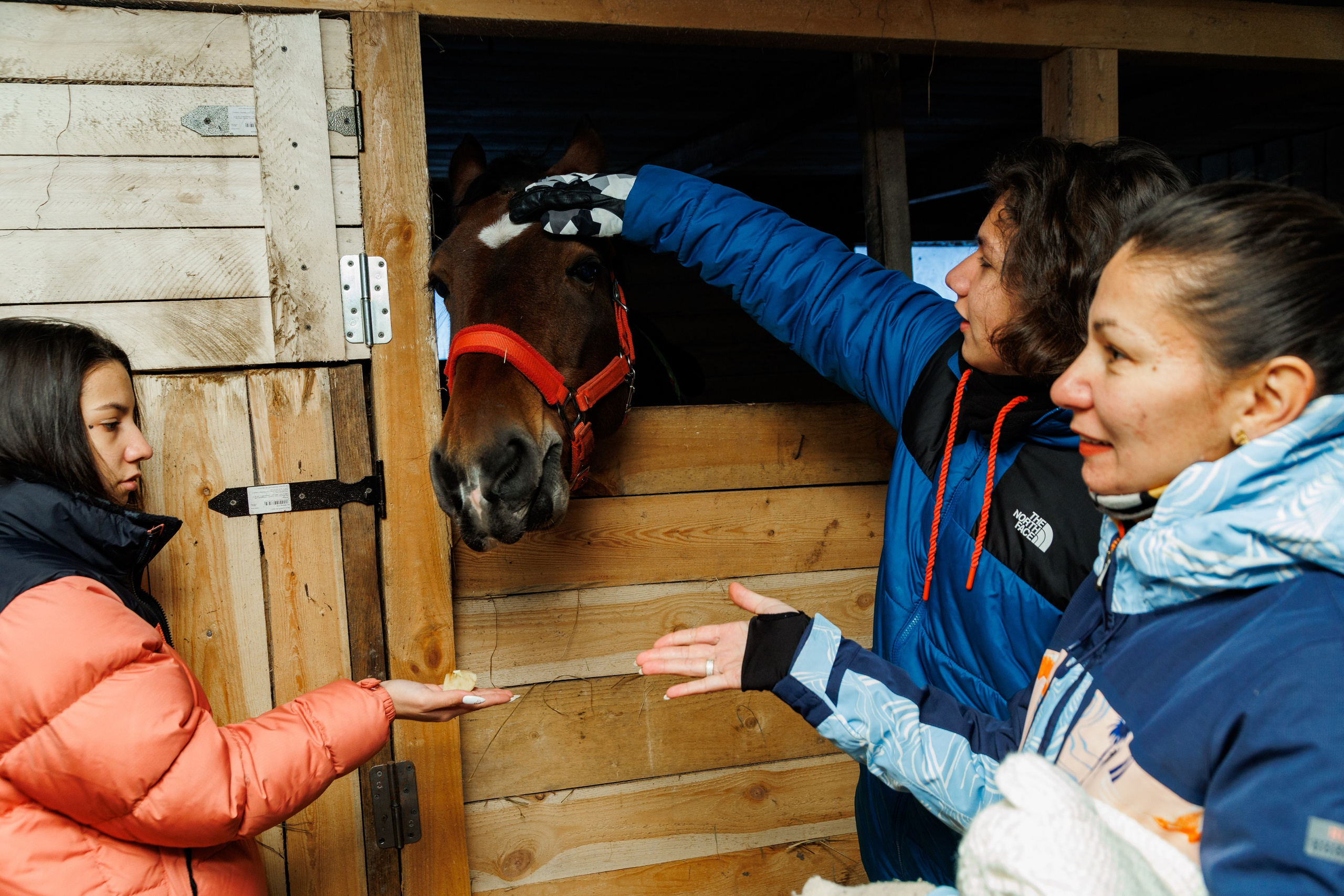 Миниферма в Теребочево. Свадебный и семейный фотограф в г. Волхов Алексей Кочерыжкин