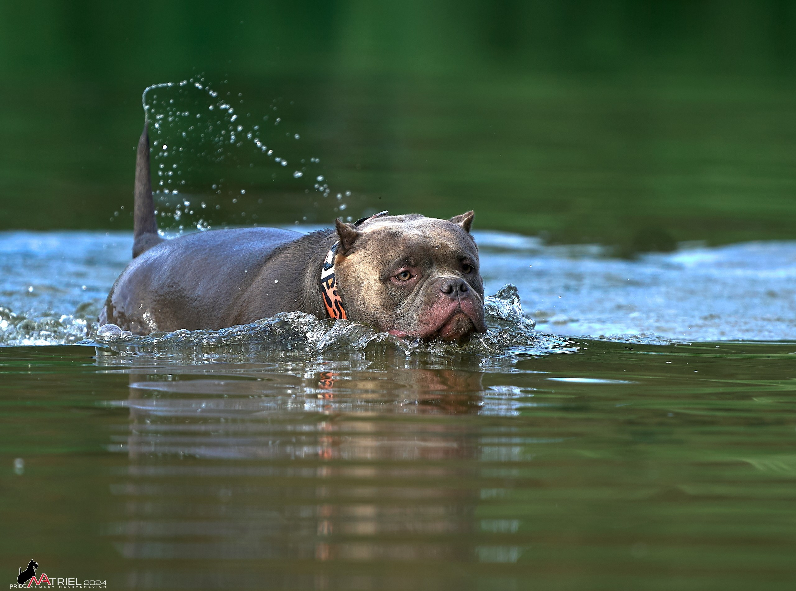 Фотопрогулка с булли